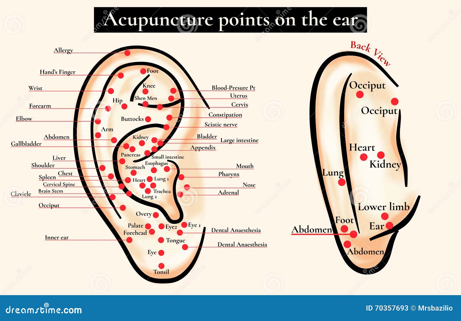 reflex zones on the ear. acupuncture points on the ear. map of a