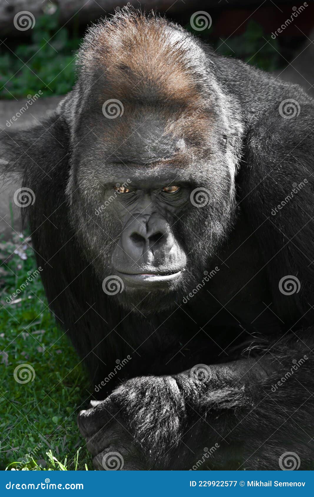 Reflexiones Dolorosas En Un Prado Verde De Un Gorila Macho Fuerte Con Un Puño Grande Imagen de archivo - Imagen de endangered, salvaje: 229922577 Reflexiones Dolorosas En Un Prado Verde De Un Gorila Macho Fuerte Con Un Puño Grande Imagen de archivo - Imagen de endangered, salvaje: 229922577