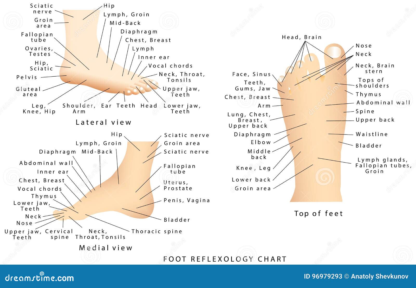 Top Of Foot Reflex Chart