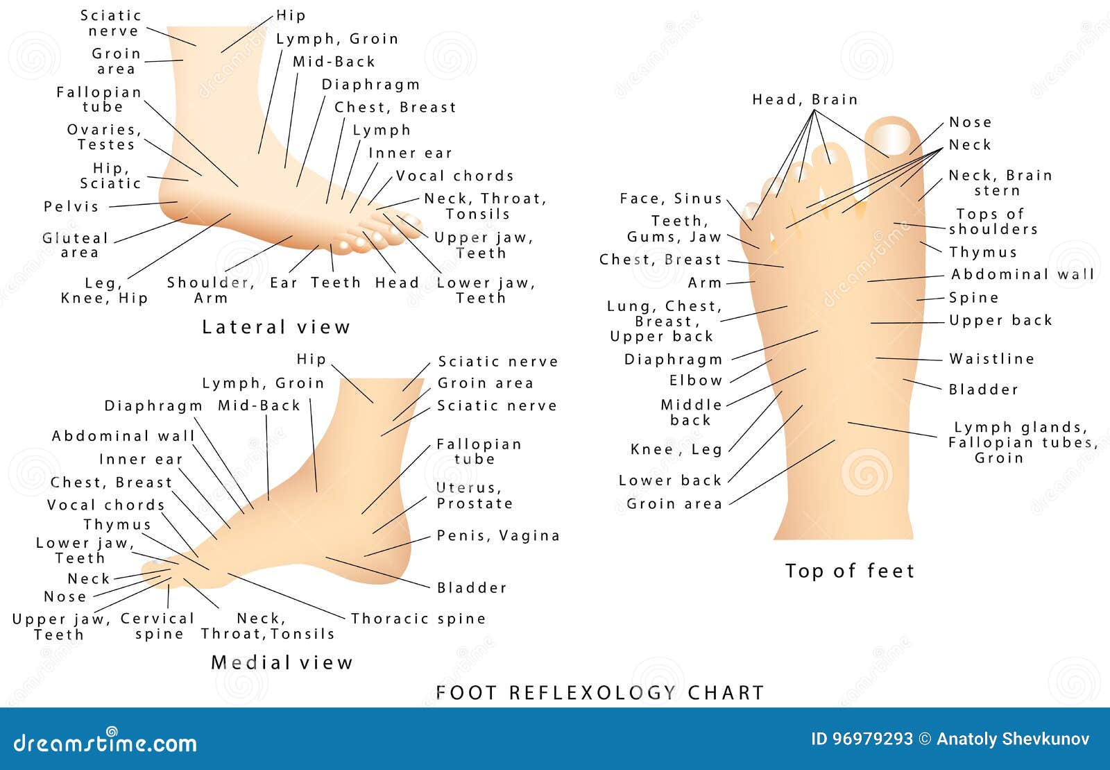 Reflexology Foot Chart Top Of Foot