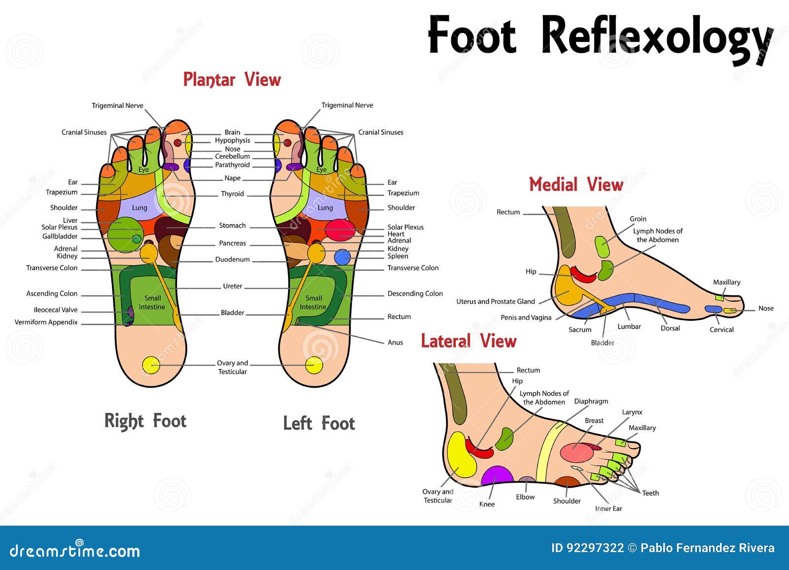 Foot Reflexology And Oil Usage Chart