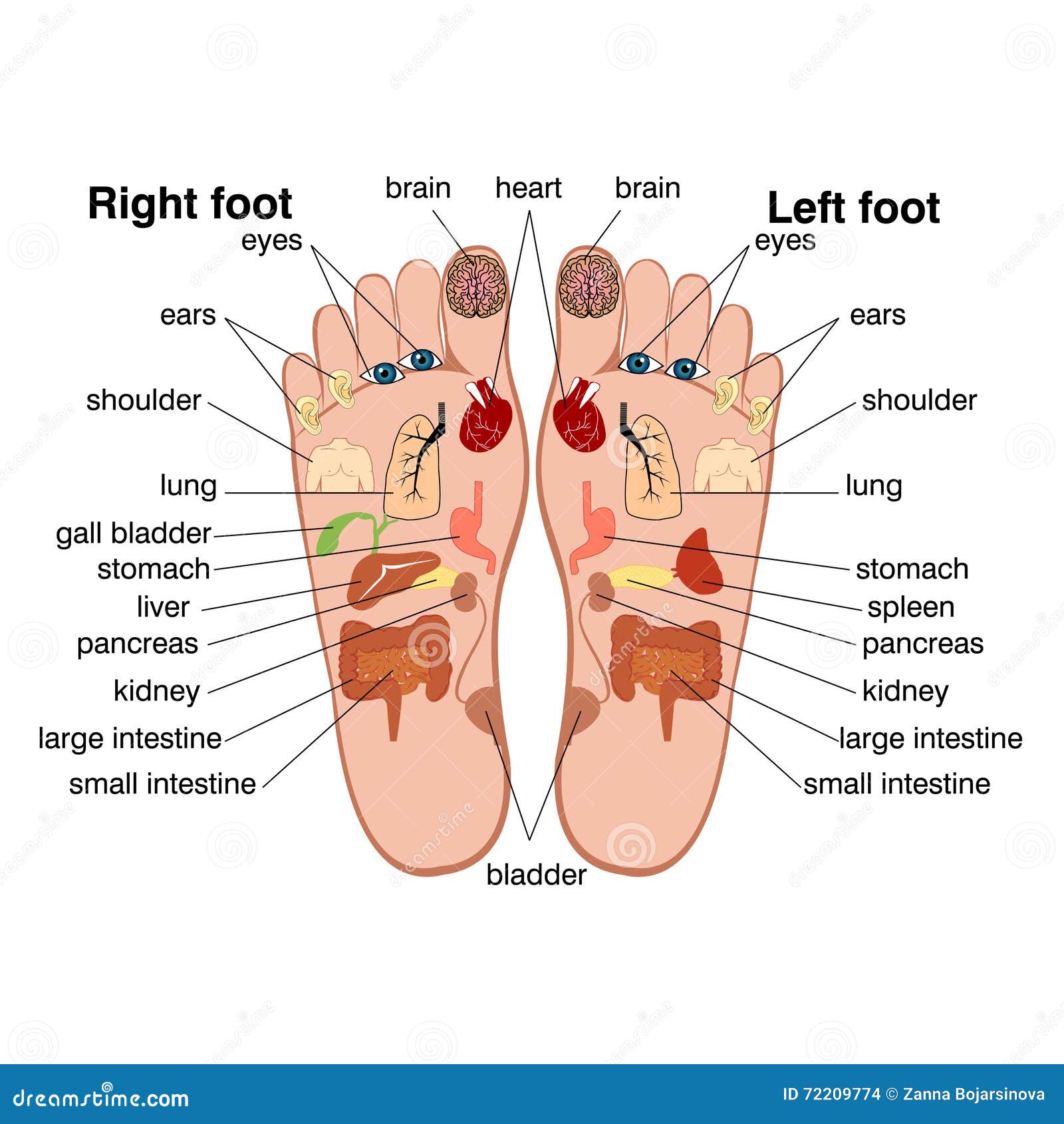 reflexology zones of the feet