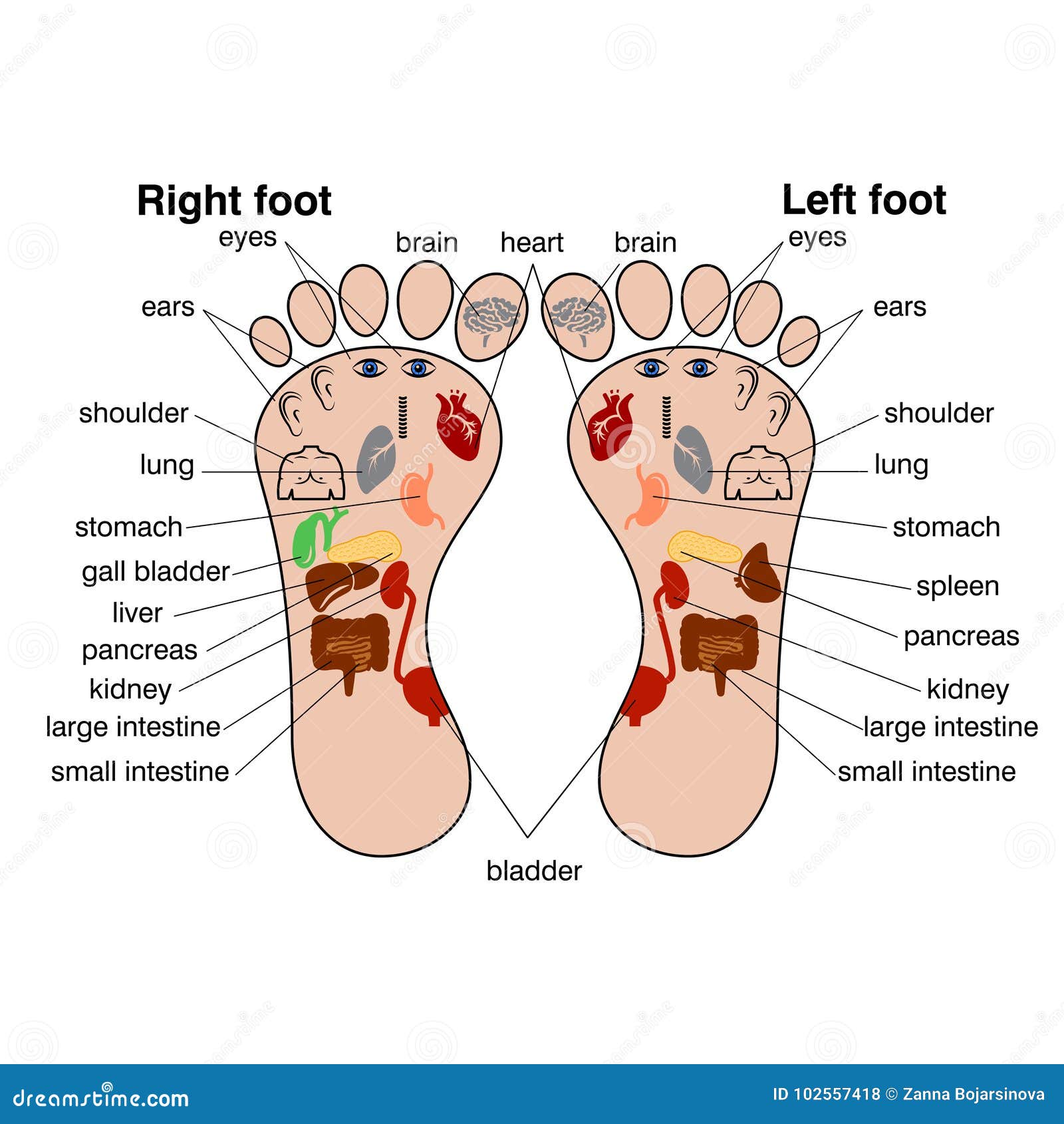 reflexology-zones-of-the-feet-vector-illustration-stock-vector