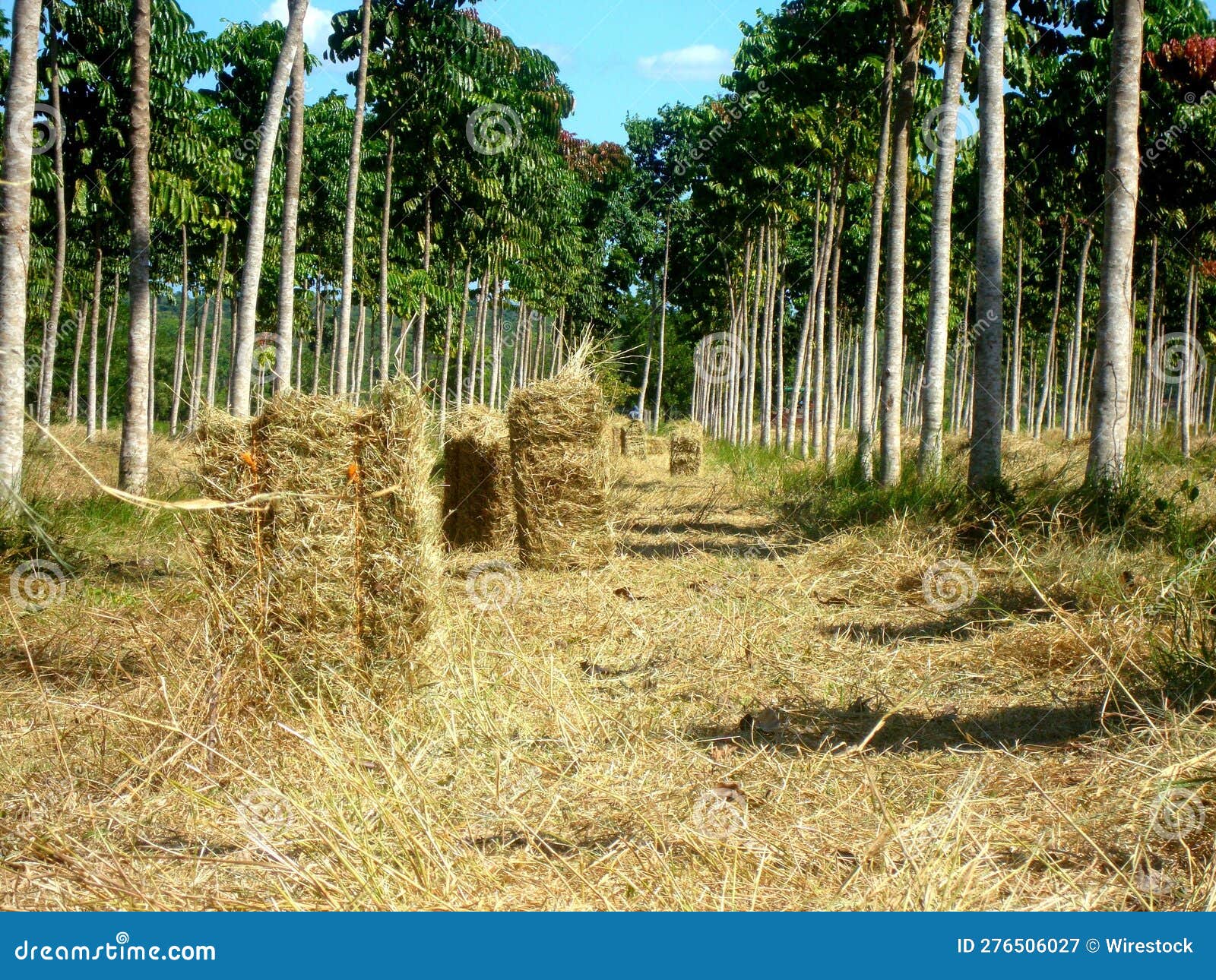 reforestation in consortium with hay production