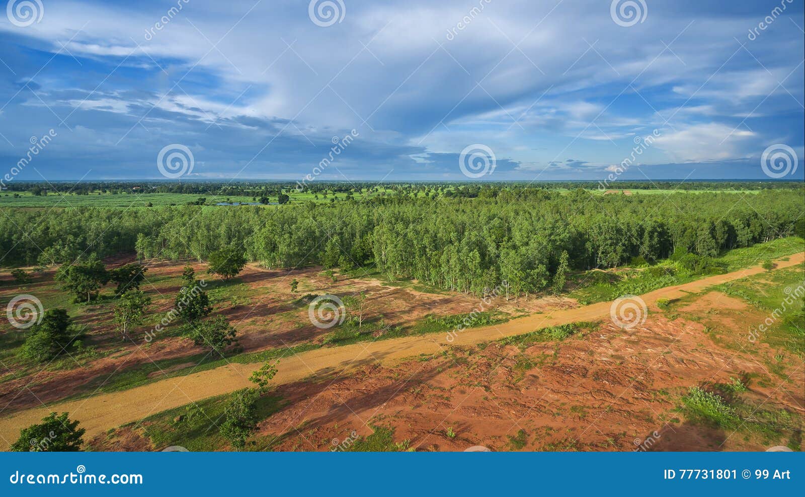 reforestation of eucalyptus for production