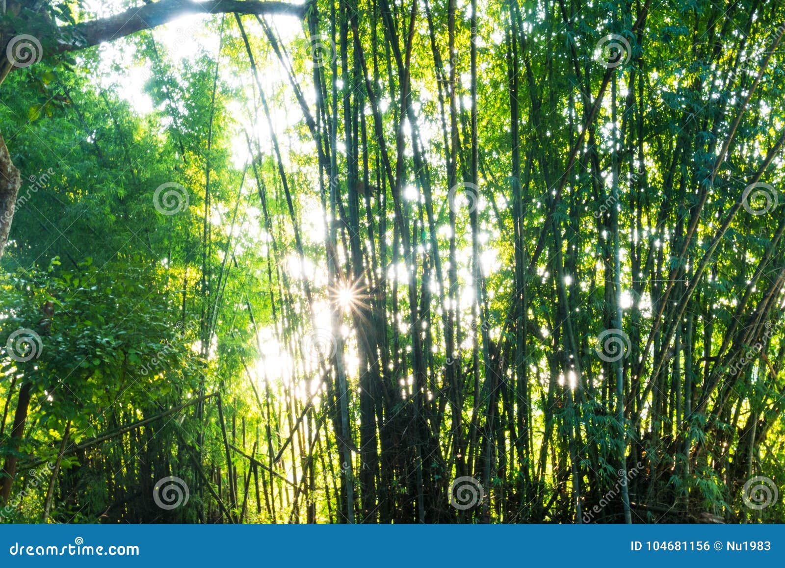 reforestation for sustainable development