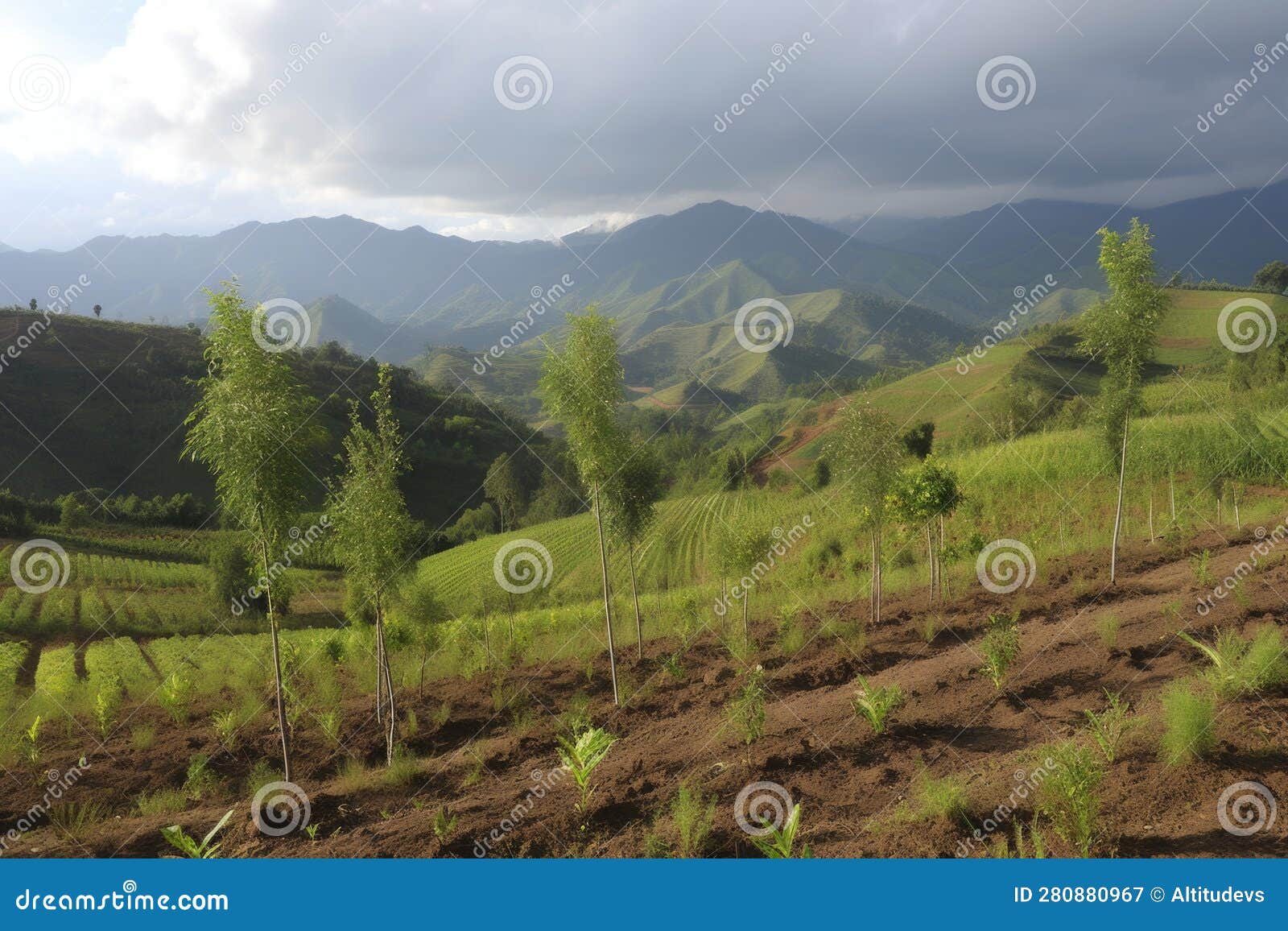 reforested area, with view of nearby mountain range, showing the benefits and value of tree planting