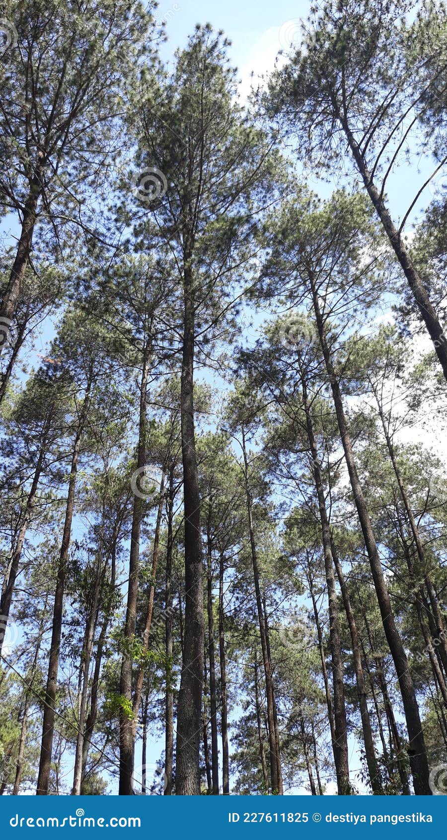 Pine forest land stock image. Image of pine, forest 227611825