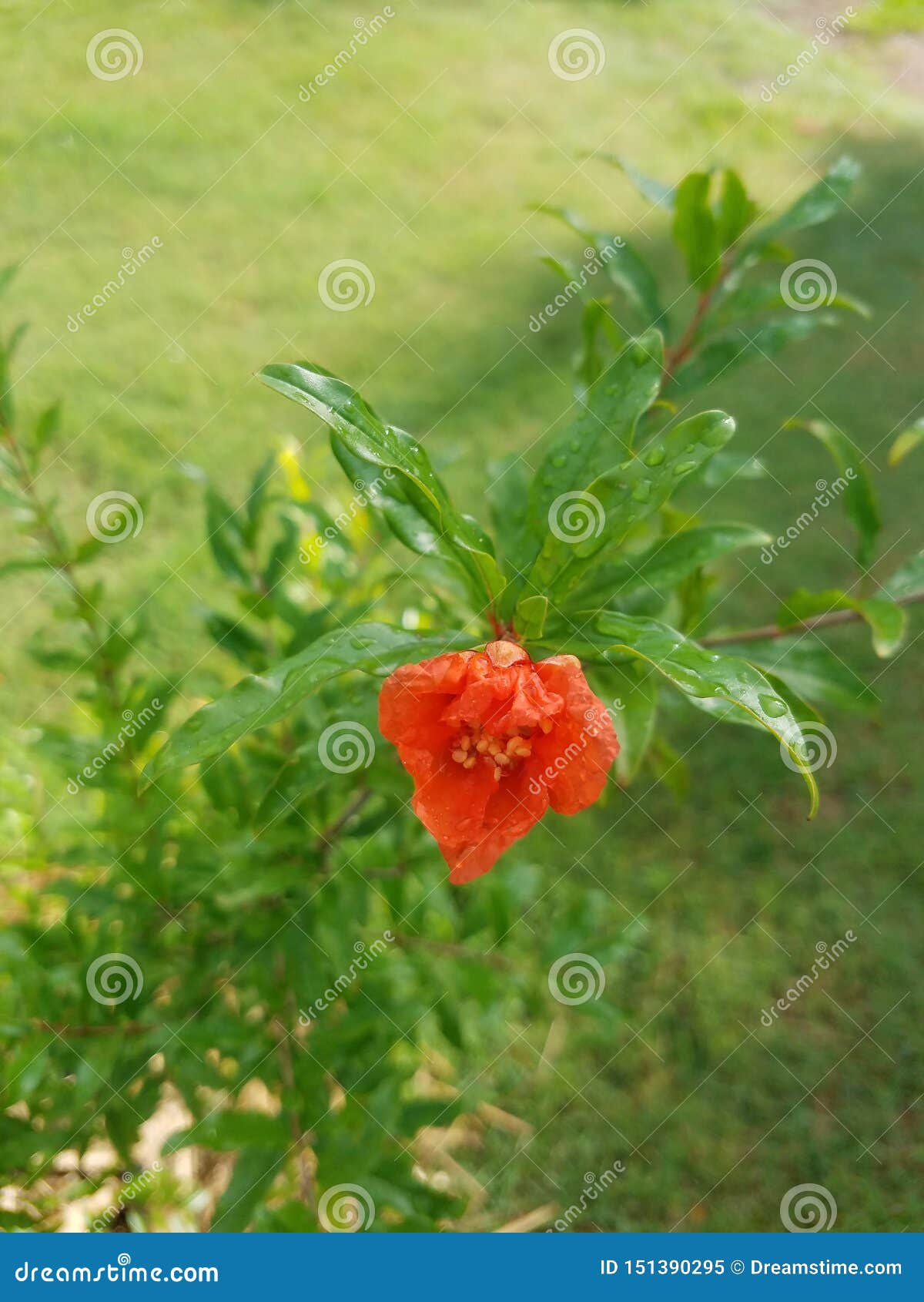 Refreshed Pomegranite Flower Stock Image Image of rain, flower 151390295