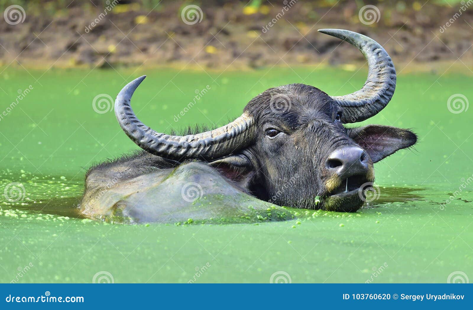 Refreshment Of Water Buffalo. Ka. The Sri Lanka Wild Water 