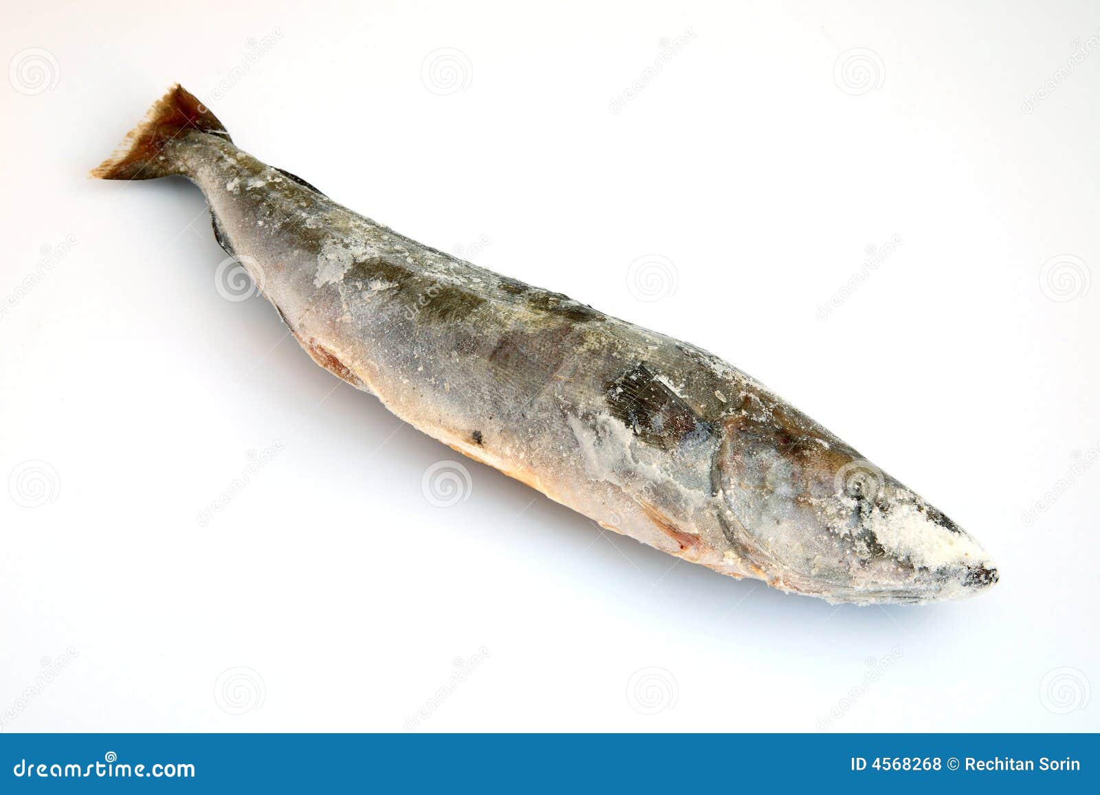 Refrigerated fish stock photo. Image of pack, packed, meal 4568268