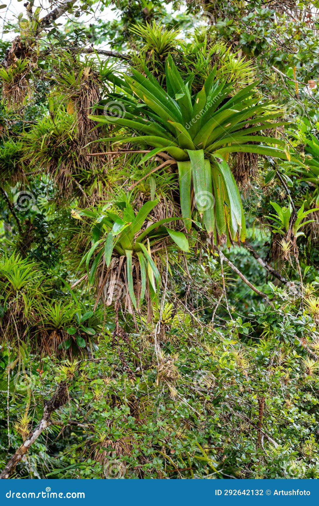 refugio de vida silvestre cano negro rainforest, costa rica wilderness landscape