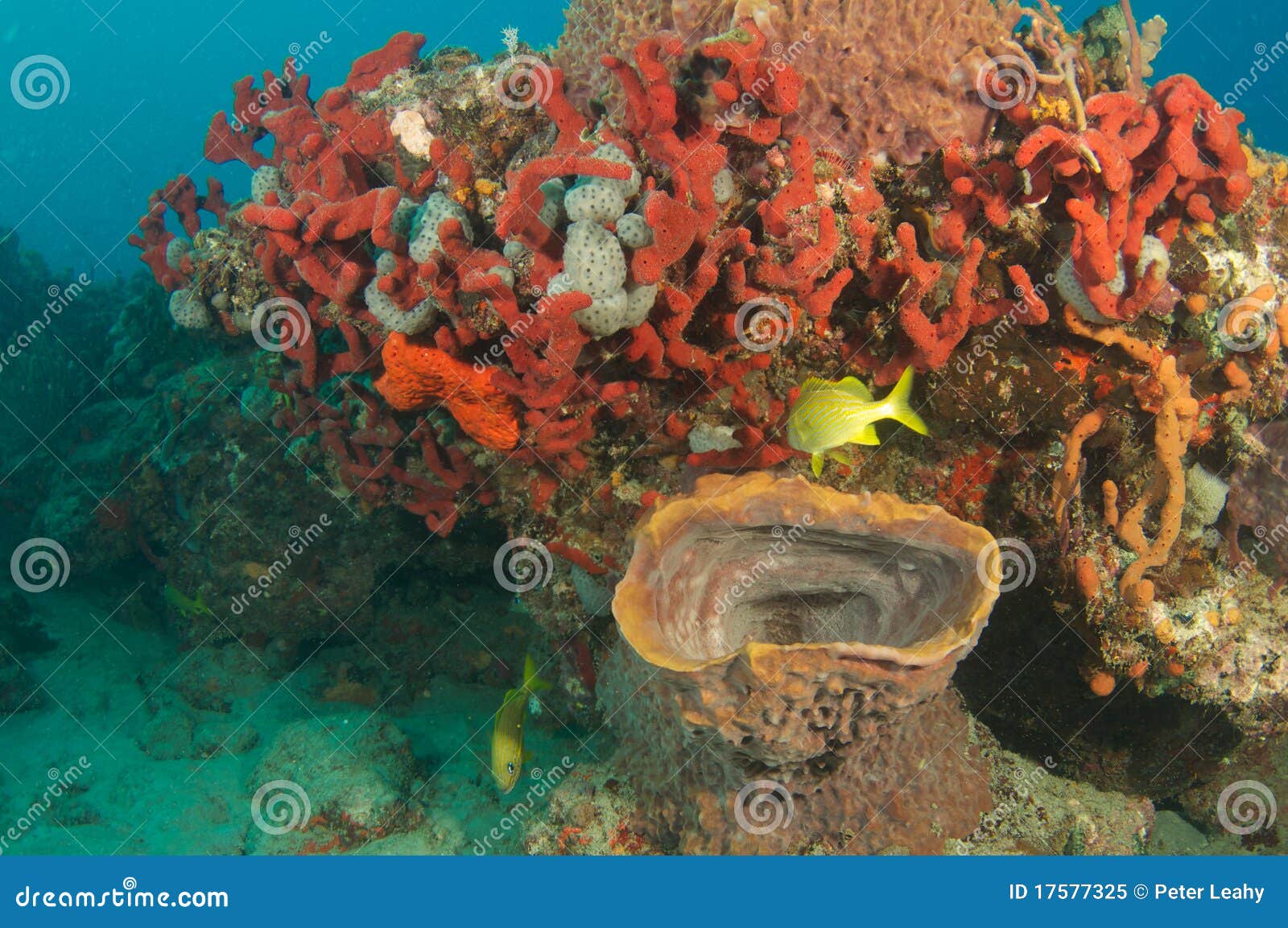 Reg Finger Sponges stock image. Image of fish, 17577325