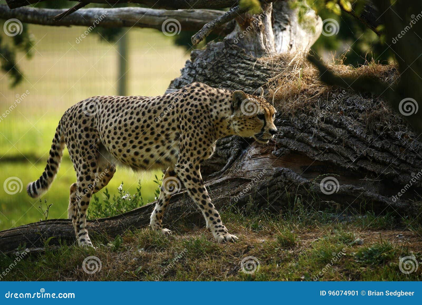 4,192 Fastest Animal Stock Photos - Free & Royalty-Free Stock Photos from Dreamstime 4,192 Fastest Animal Stock Photos - Free & Royalty-Free Stock Photos from Dreamstime