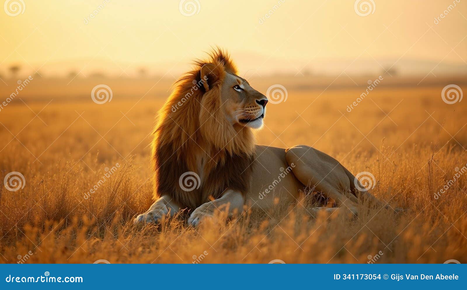 regal lion with golden mane reclining in savannah at sunset