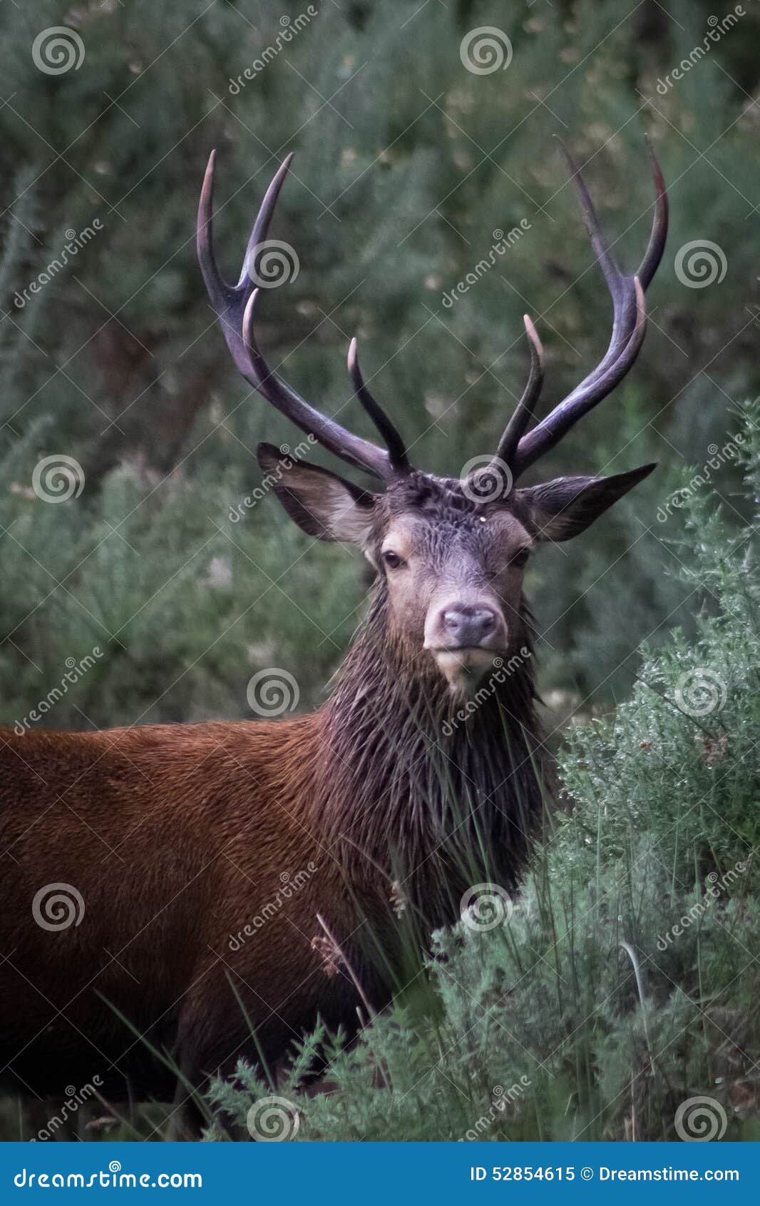 regal red stag