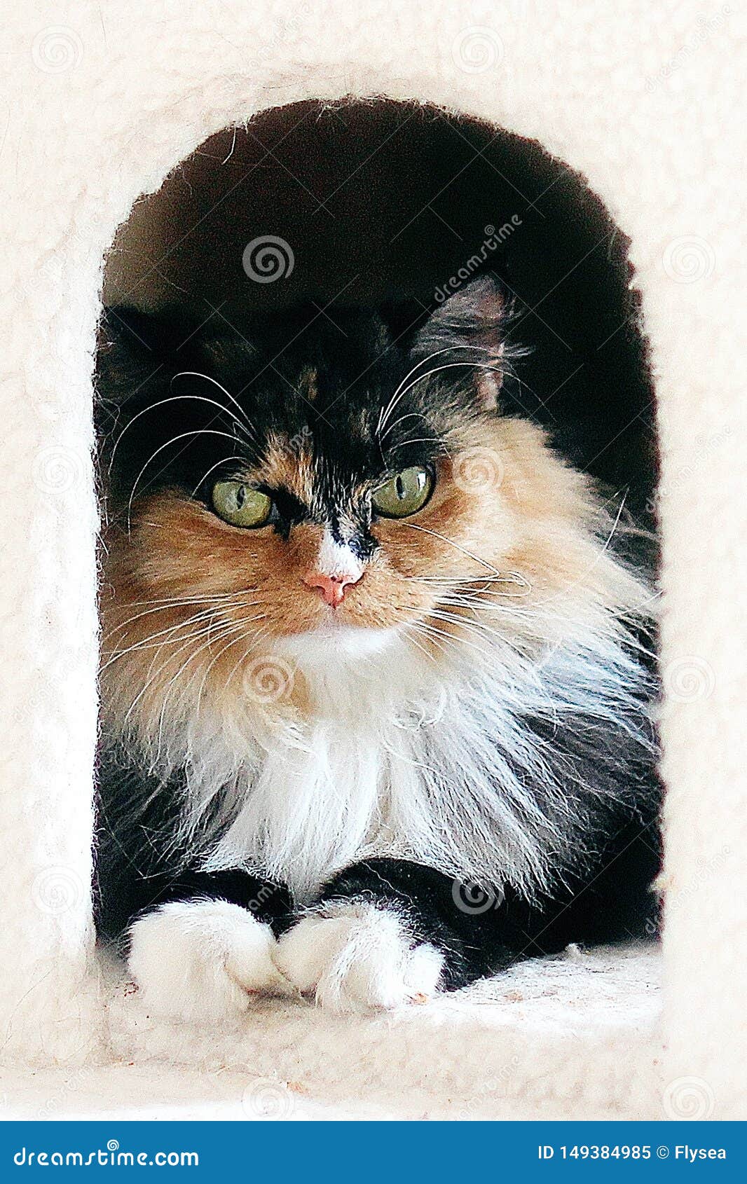 Regard De Chat A Moi 8 6 Image Stock Image Du Monde Regard De Chat A Moi 8 6 Image Stock Image Du Monde