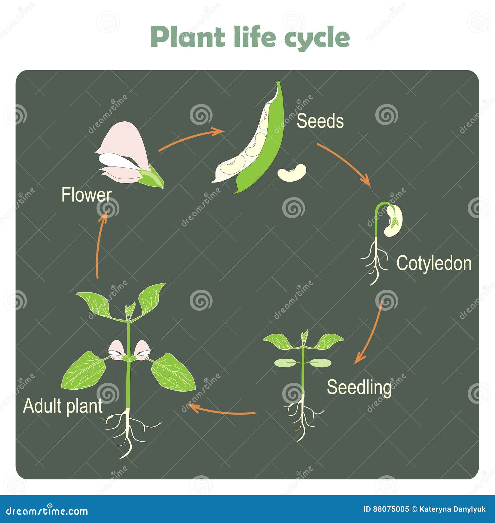 Plant cycle. Жизненный цикл растений. Цикл жизни цветка. Жизненный цикл растений для детей. Жизненный цикл растений схема.