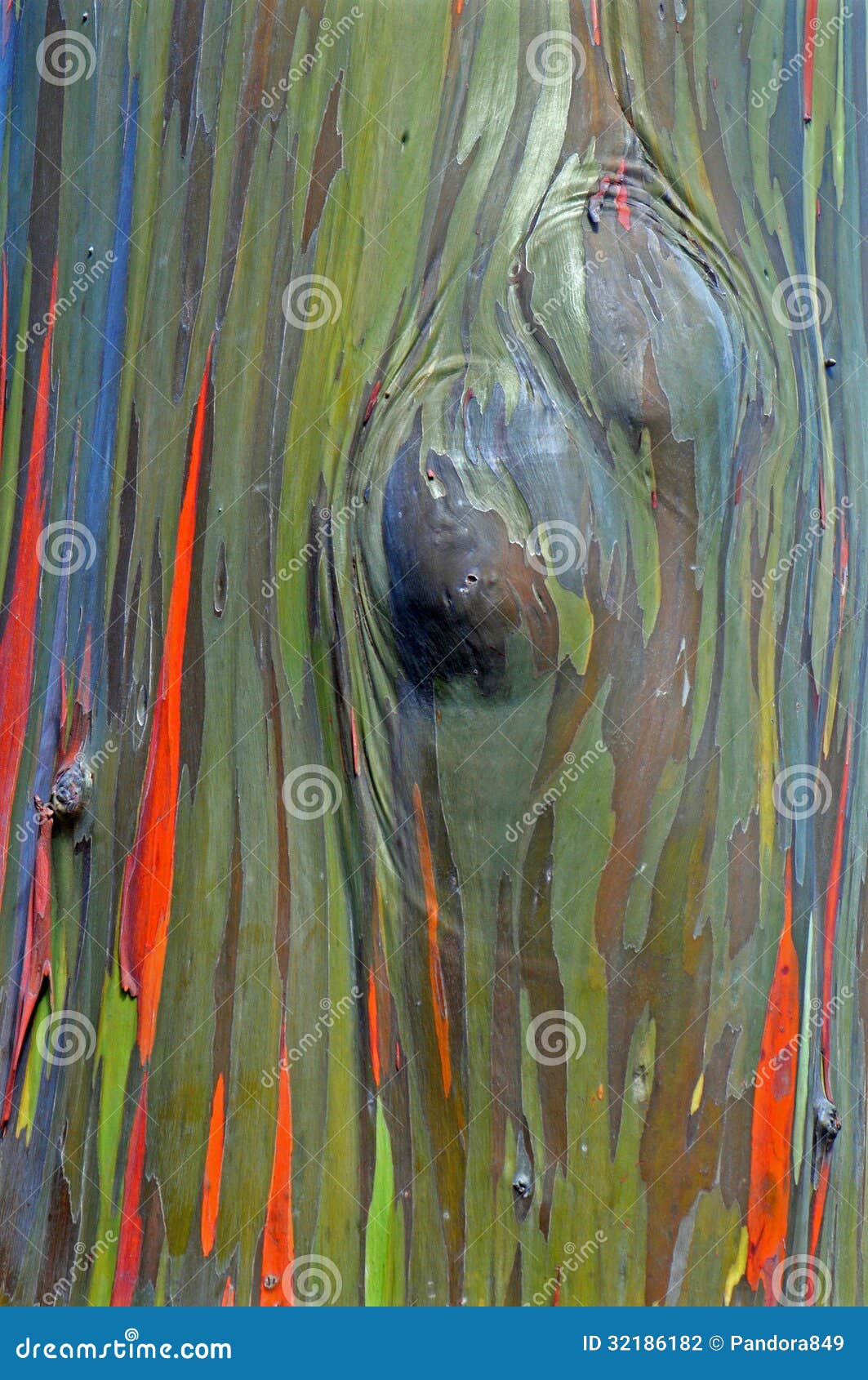 Regenbogen-Eukalyptus stockfoto. Bild von orange, modern - 32186182