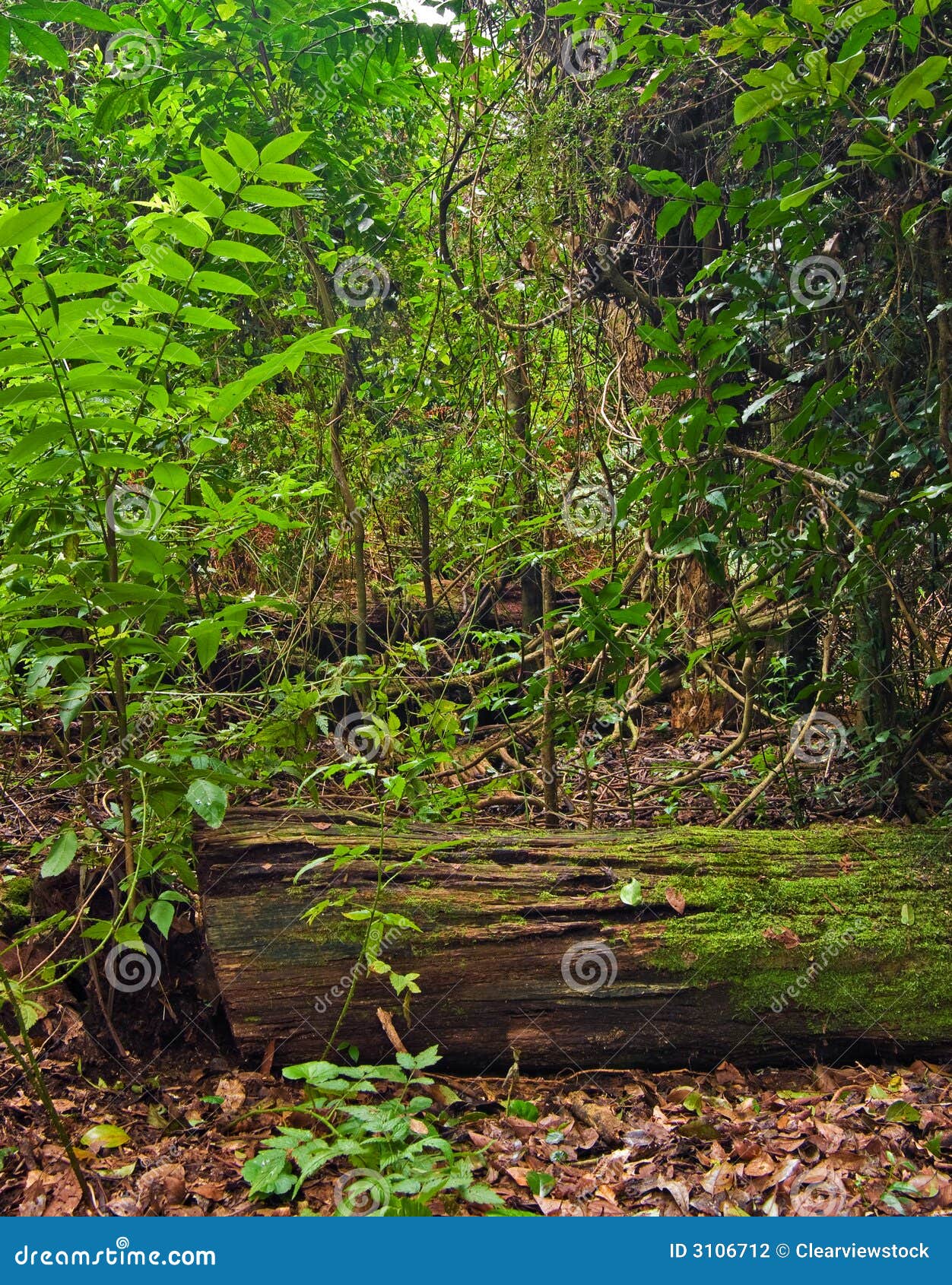 RegenBäume des Waldes und Anlagen. Die Schönheit der Natur im dorrigo Welterberegenwald