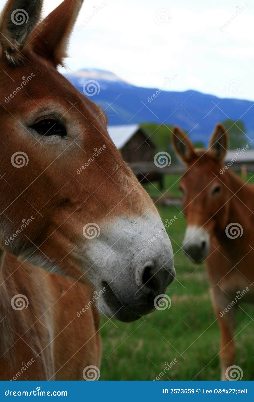 Regerings- mule. För parkservice för regerings- storslagna mules nationell egen teton wyoming