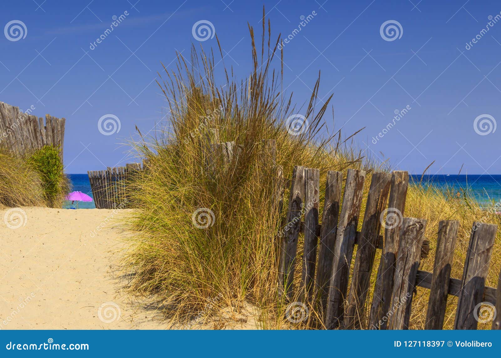 the regional natural park dune costiere torre canne: fence between sea dunes. brindisi apulia-italy-
