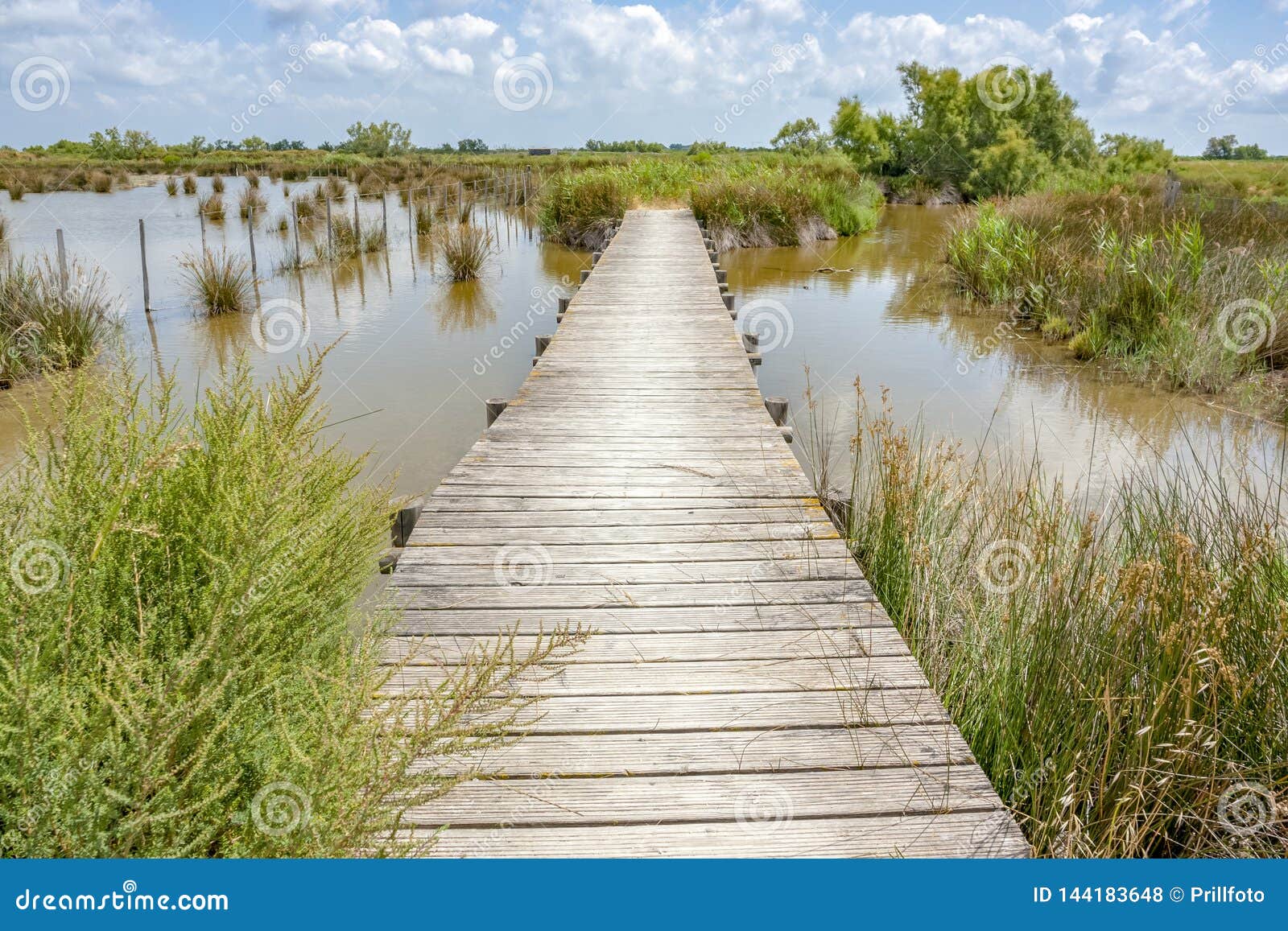 Regional Nature Park of Stock Photo Image of habitat, camargue: