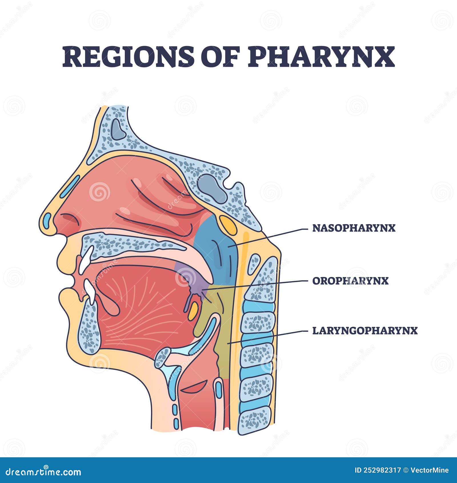 regions of pharynx and throat parts division from side view outline diagram