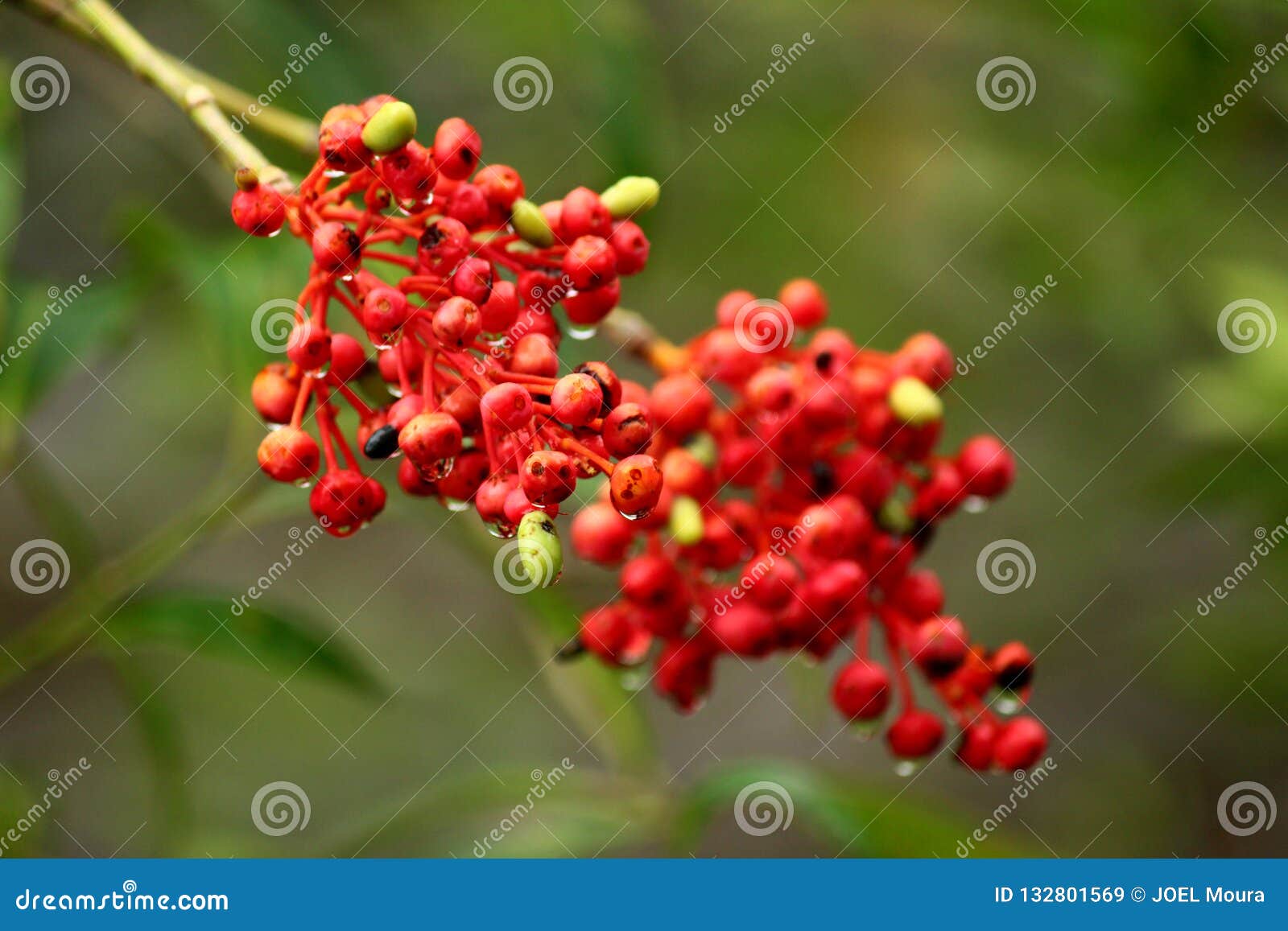 red seed plant