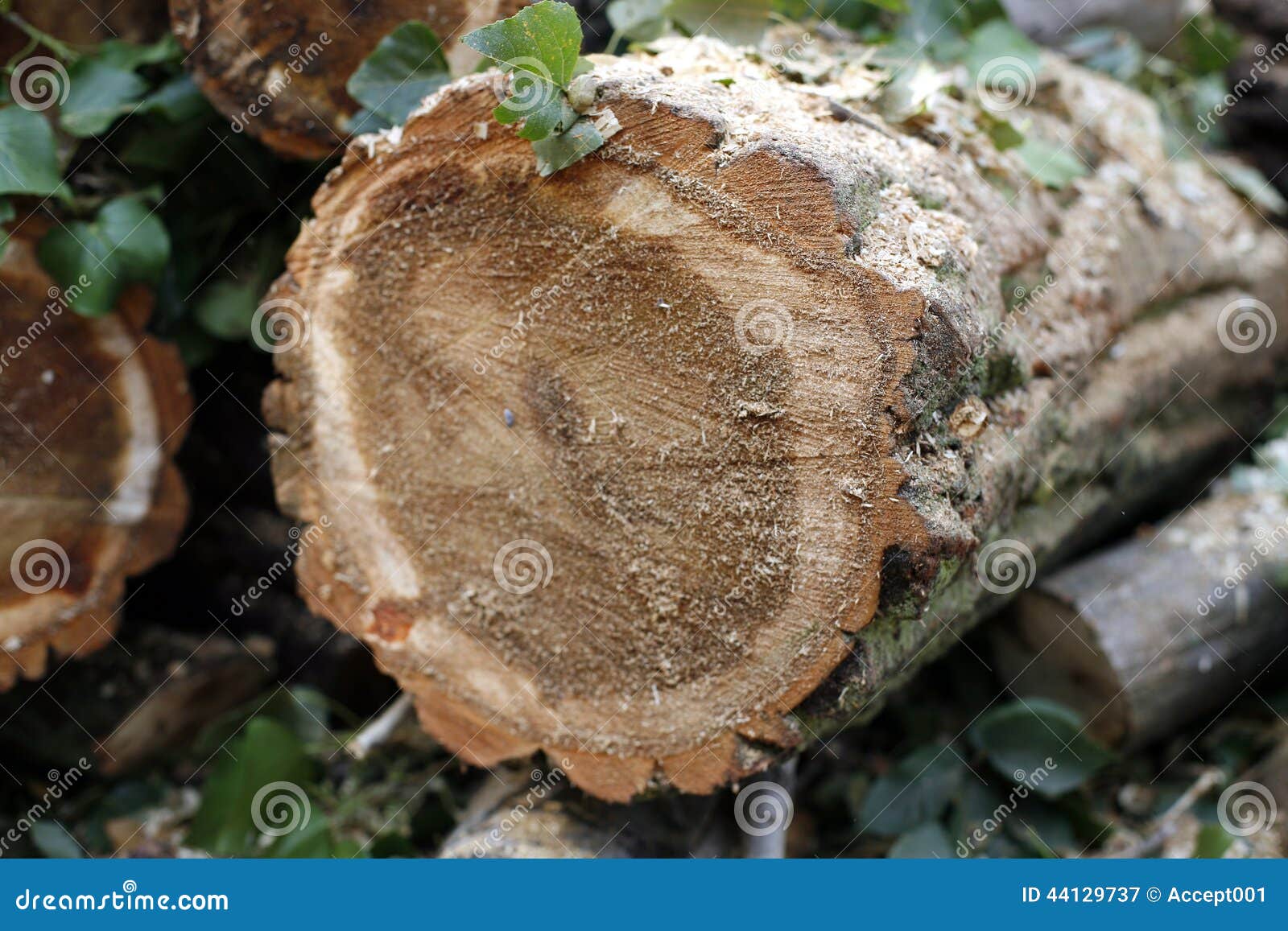 Registros de madeira desbastados. Madeira abatida no jardim do verão