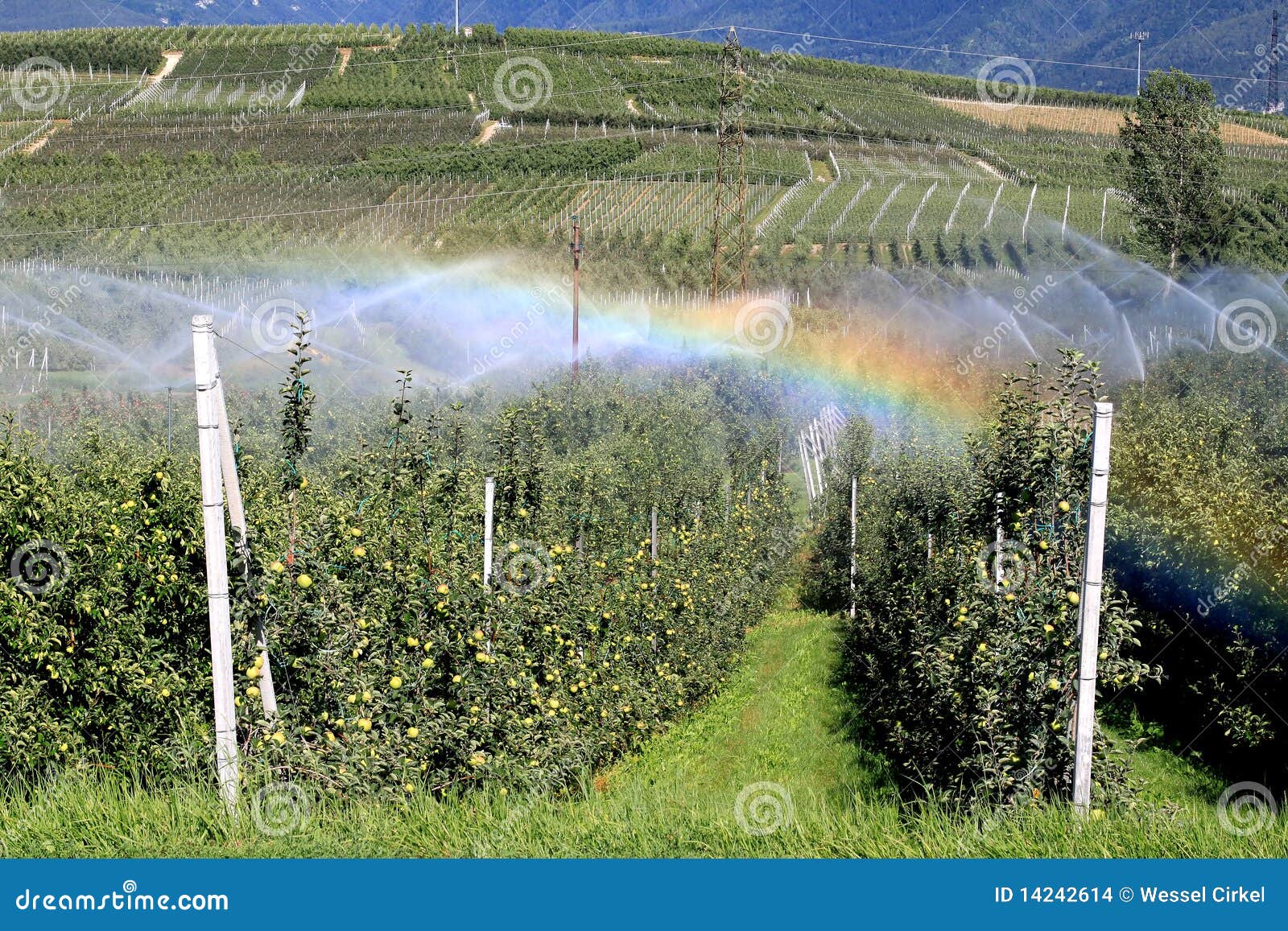Regnbåge för äpplebevattningitaly fruktträdgård. äpplet trollar upp för den italy för den torra bonden den varma bevattna sunen för sommaren för regnbågen trevliga norr fruktträdgården mycket