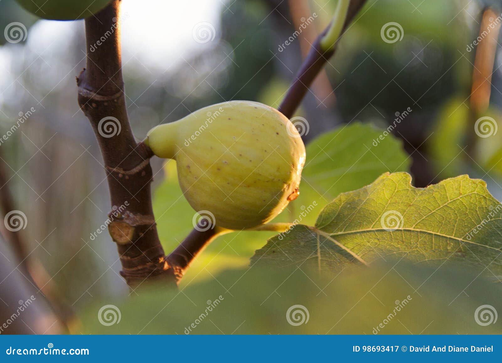 Reife adriatische Feige auf dem Baum. Praller gelber adriatischer Feigenbratenfettsaft, hängend am Baum mit weichen goldenen Licht- und Grünblättern