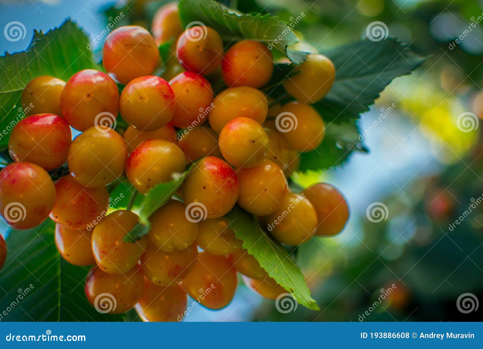 Reife Kirschen stockfoto. Bild von köstlich, nave, blatt 193886608