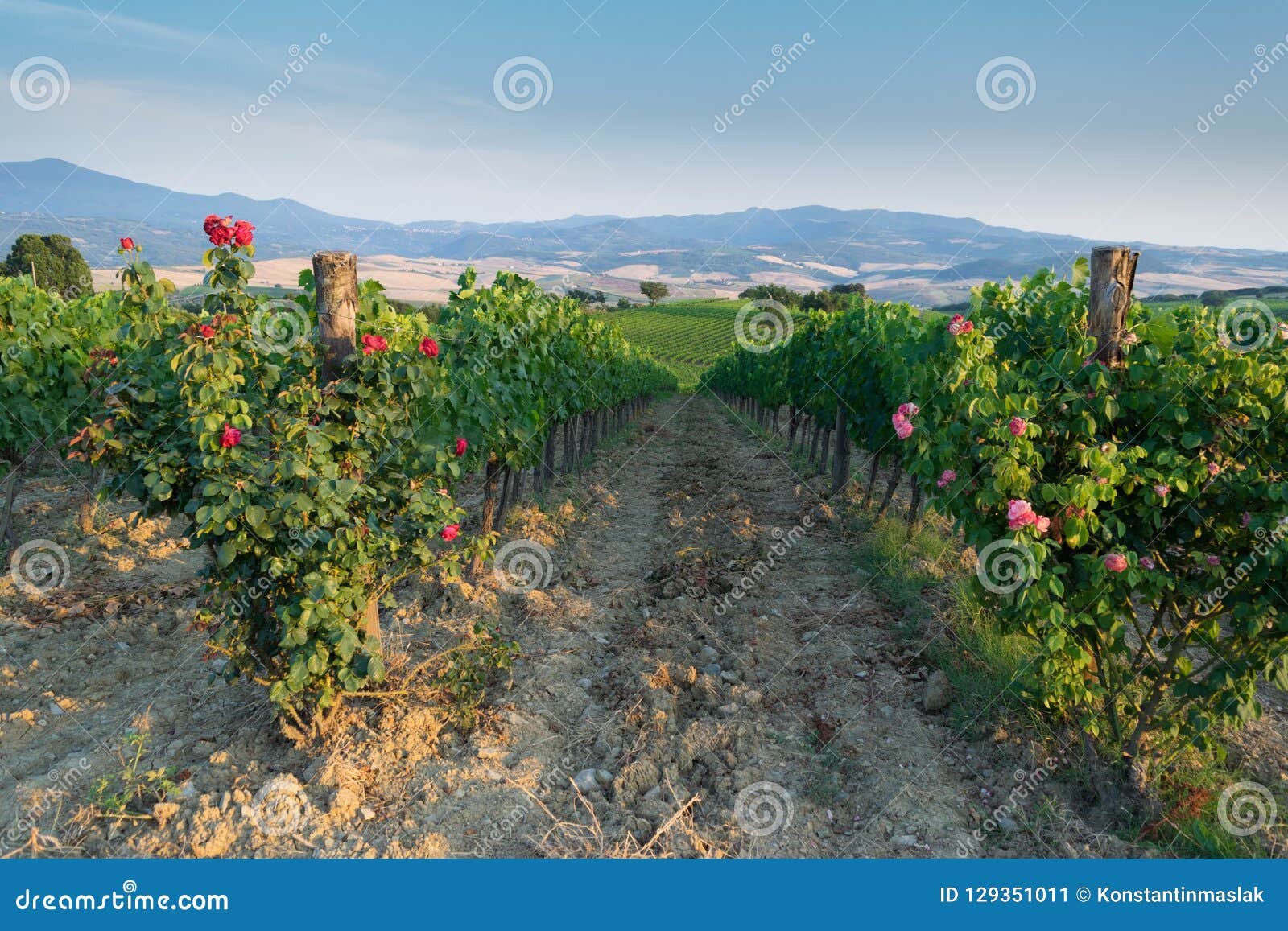 Reife Weinreben Auf Reben In Toskana, Italien Malerisches