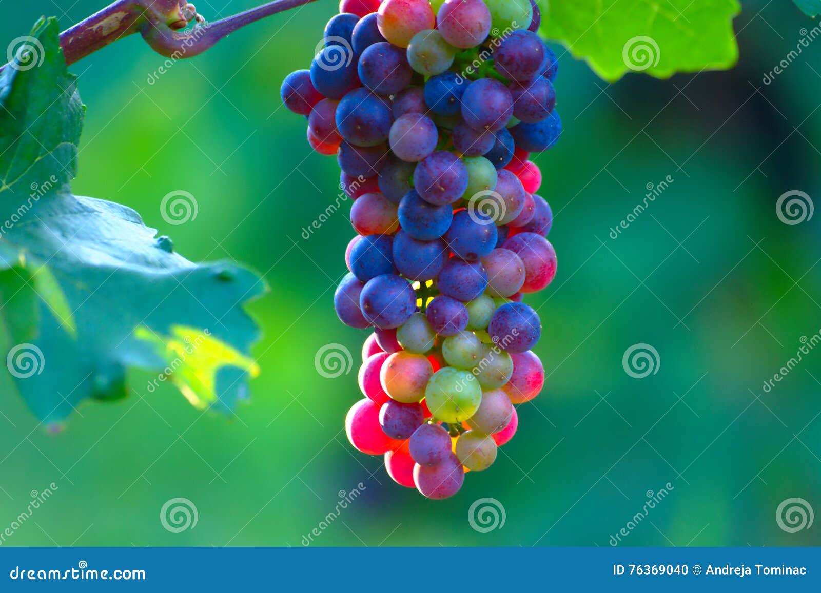 Reifende blaue Weinreben stockfoto. Bild von bündel, sonnig 76369040