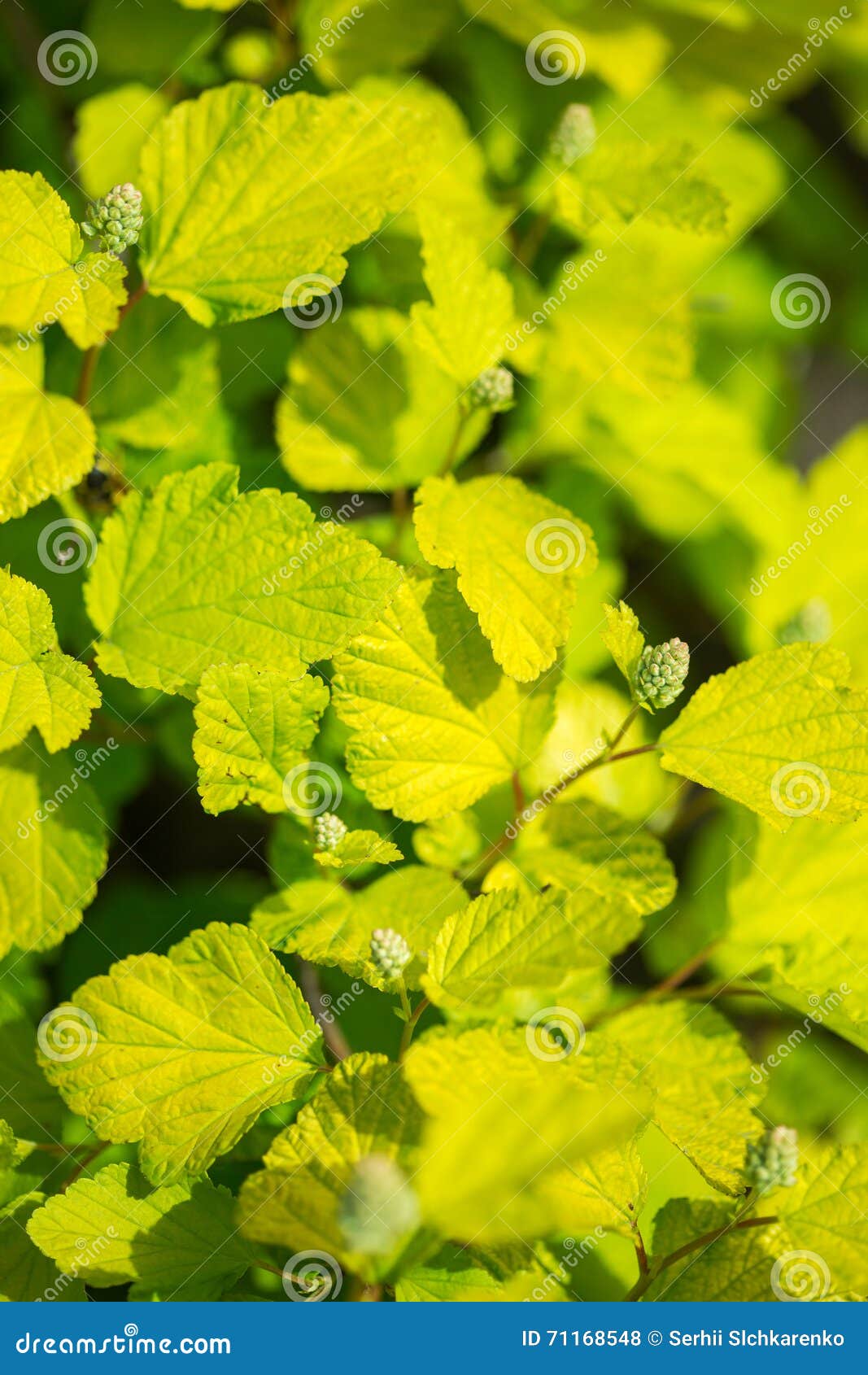 Reifer Hopfen Im Garten Stockfoto Bild Von Zweig Betrunken