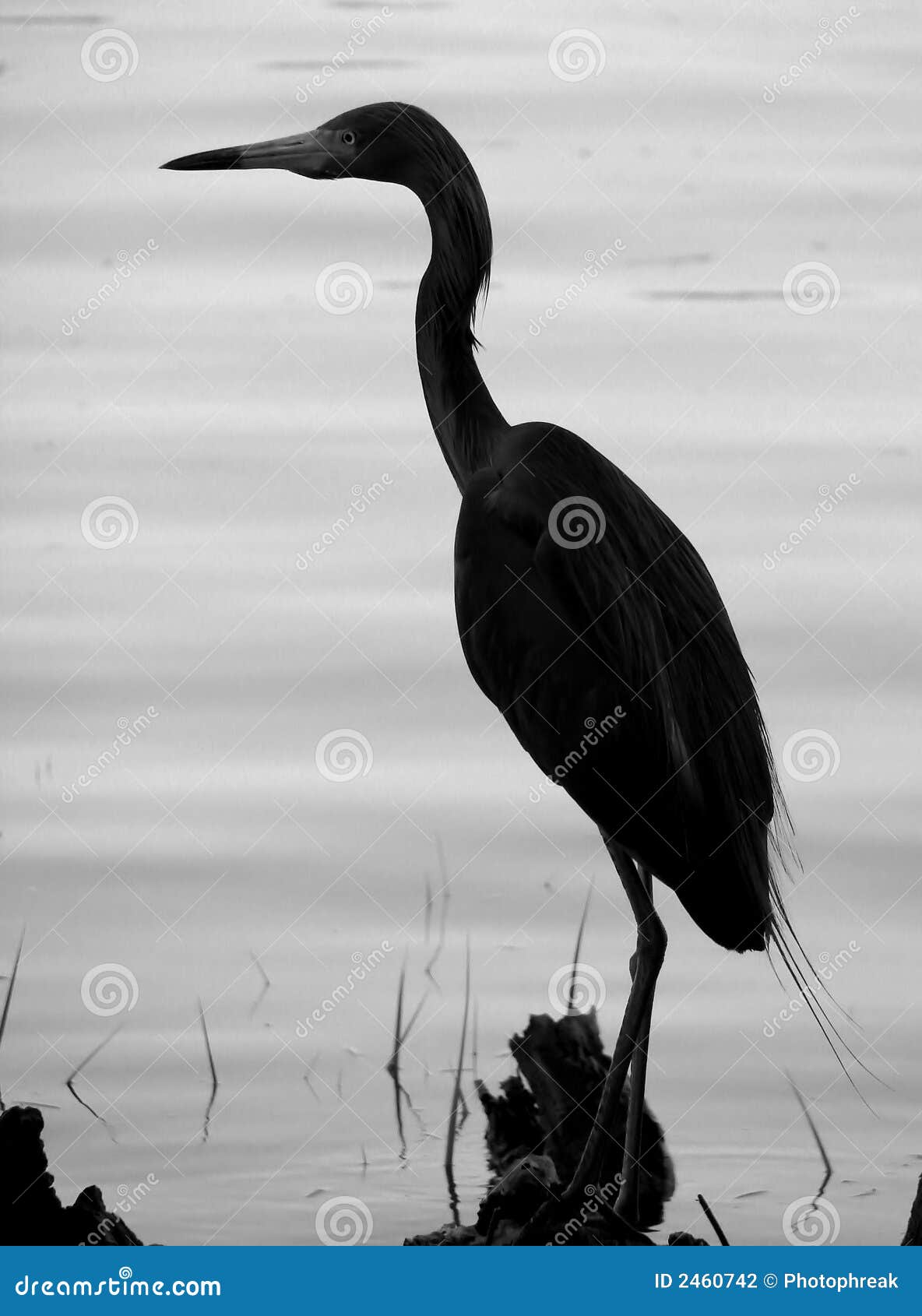 Reiger op logboek-Silhouet stock foto. Image of veren - 2460742