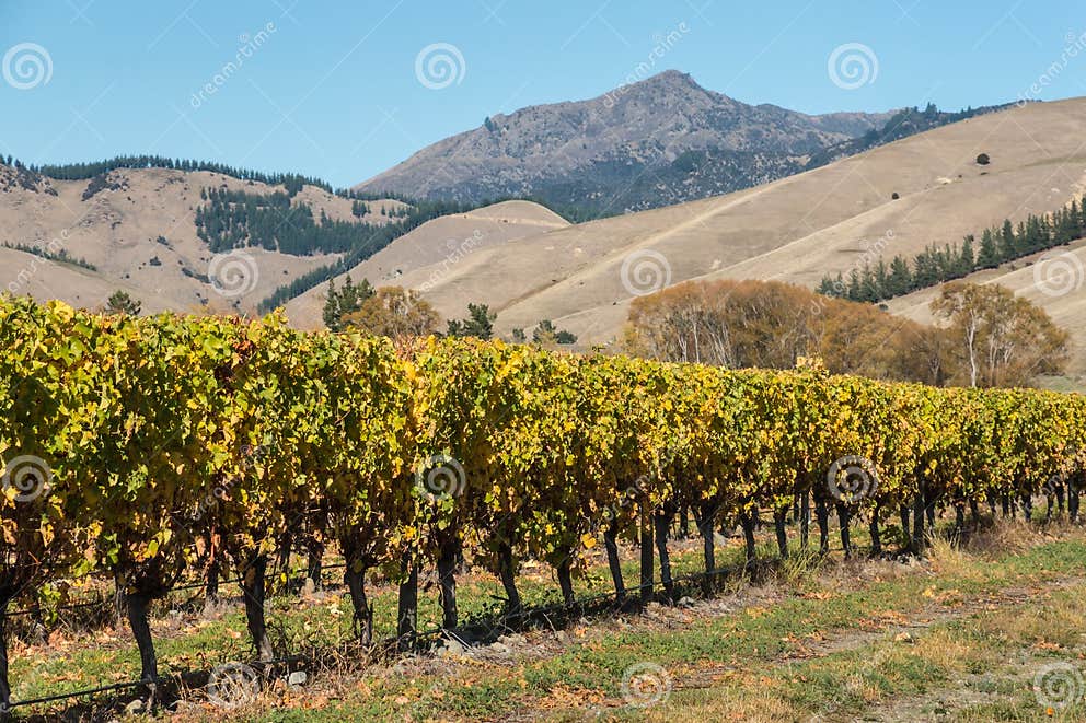 Reihe Des Weinstocks Im Weinberg Mit Bergen Stockbild Bild von hügel