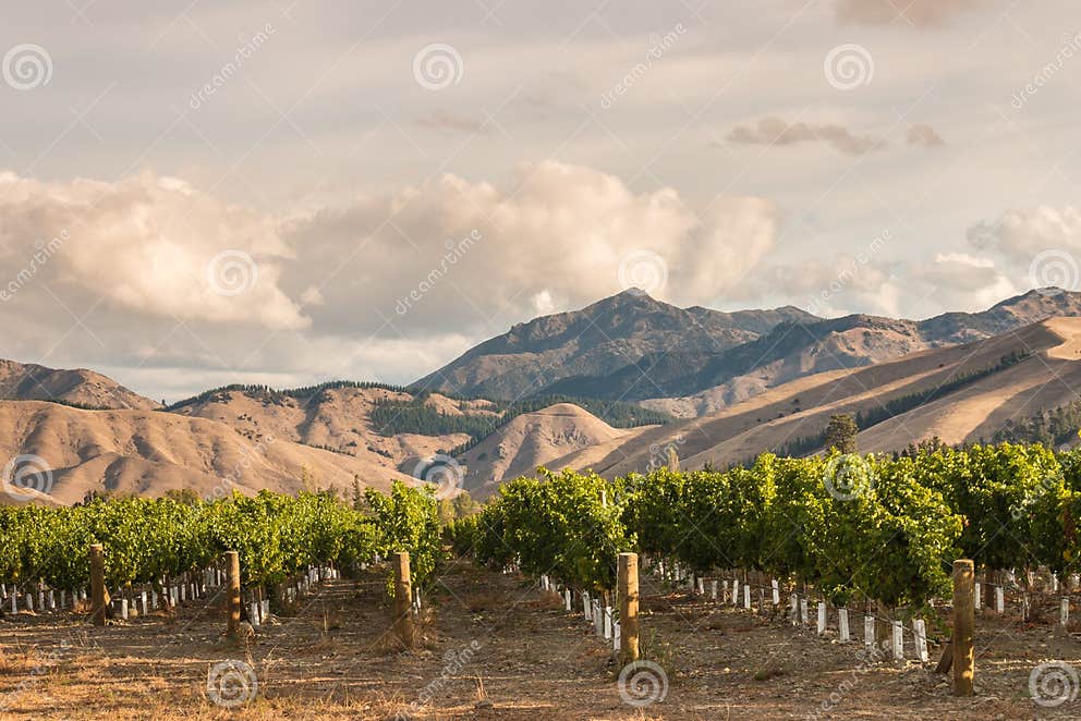 Reihen Des Weinstocks Im Weinberg Stockbild Bild von weinberge