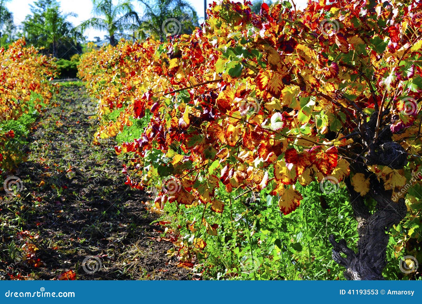 Reihen von Weinreben mit Herbstlaub im australischen Weinkellereiweinberg