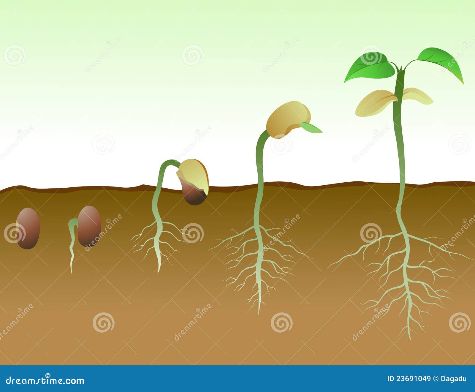 Reihenfolge Der Bohne Sät Keimung Im Boden Vektor Abbildung