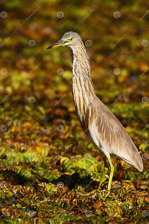 Reiher Ab März Reiher Von Asien Indischer TeichReiher, Ardeolagrayii