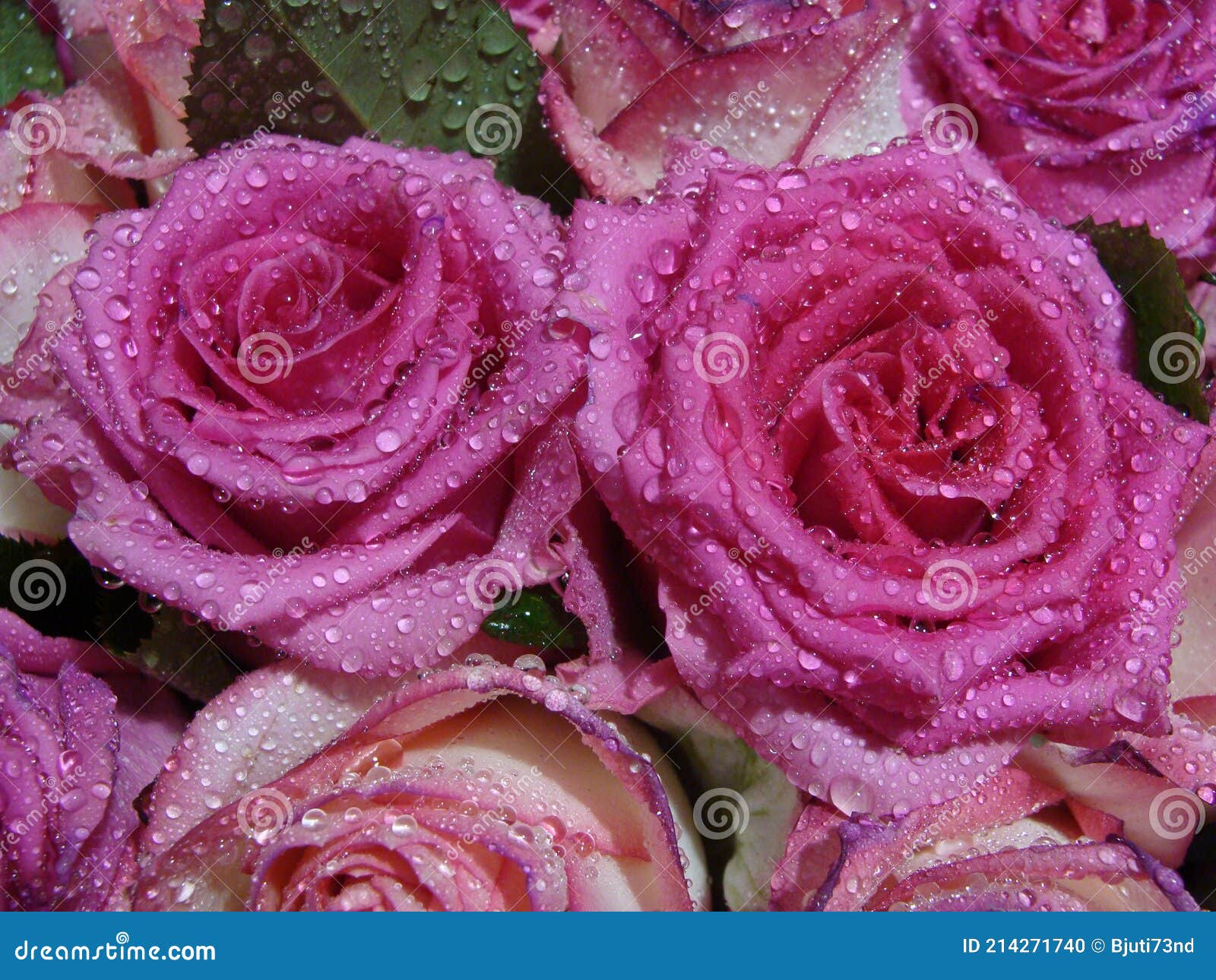 Reina de flores y jardines foto de archivo. Imagen de flores - 214271740 Reina de flores y jardines foto de archivo. Imagen de flores - 214271740