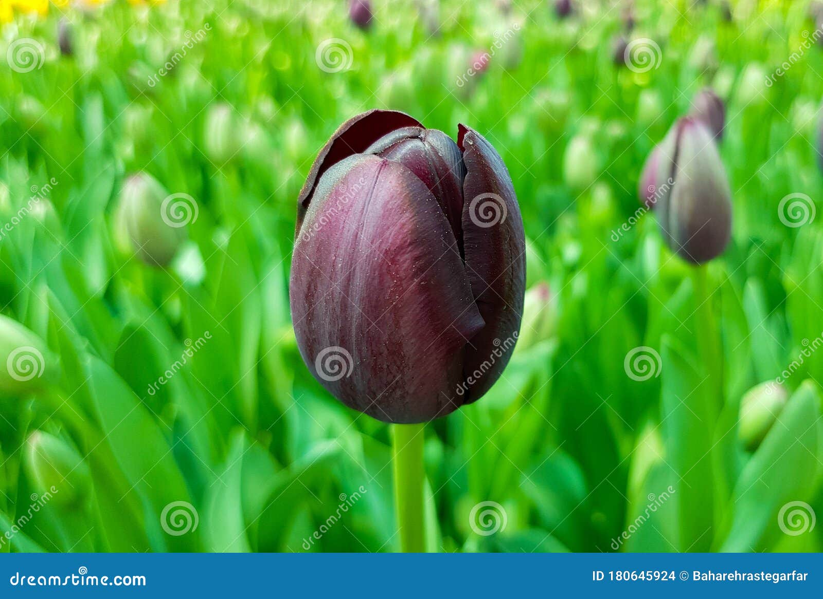 Reina del tulipán nocturno foto de archivo. Imagen de hoja - 180645924