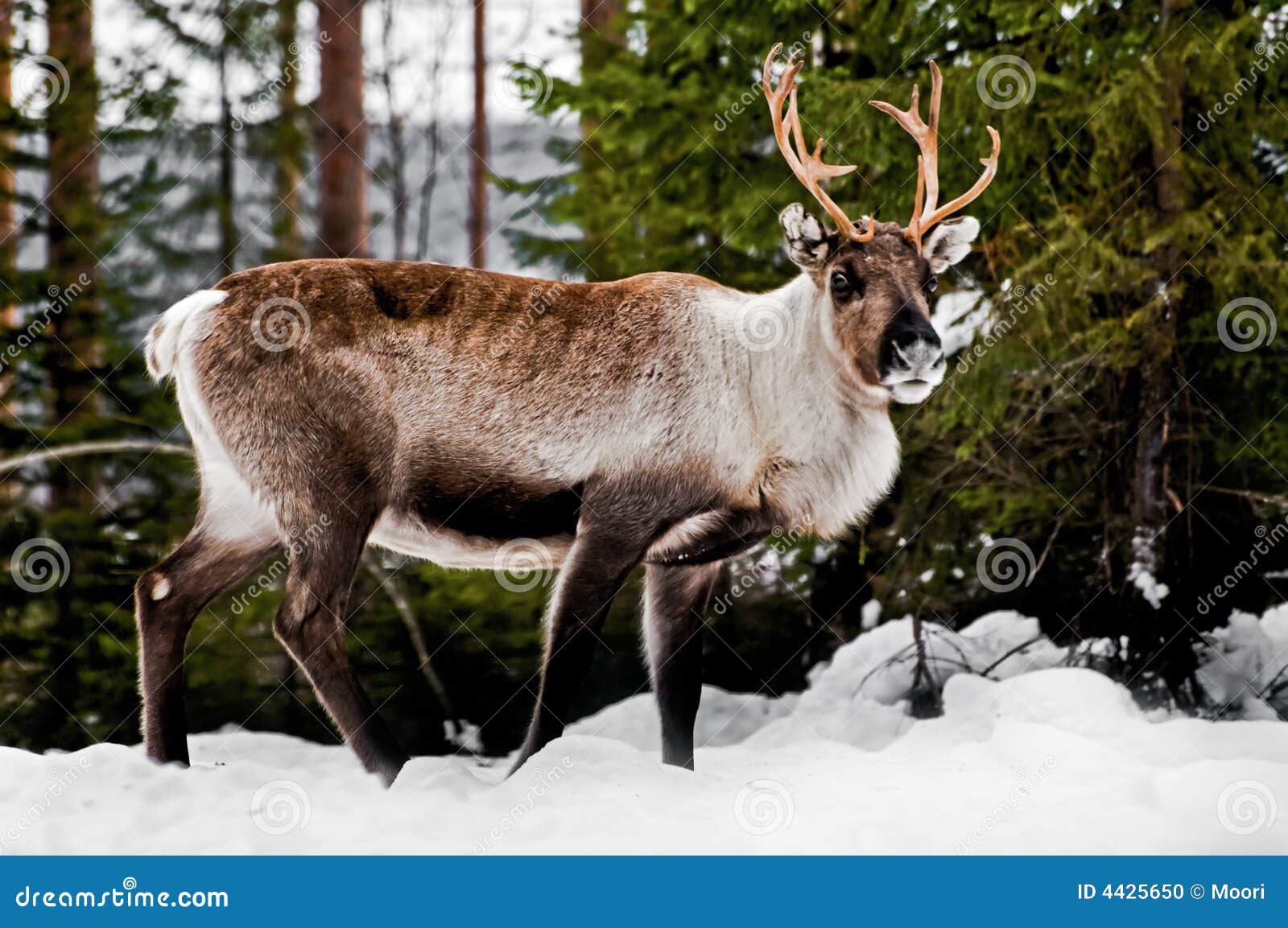 Reindeer stock photo. Image of trophy, caribou, wilderness - 4425650
