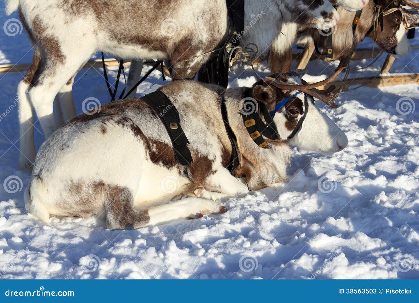 Reindeer stock image. Image of horns, plan, north, snow 38563503