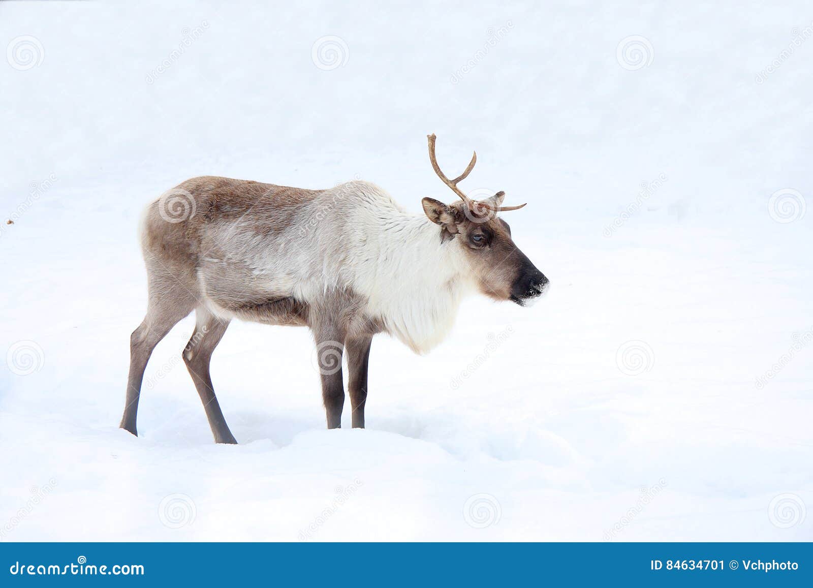 Reindeer stock image. Image of reindeer, tundra, artiodactyl 84634701