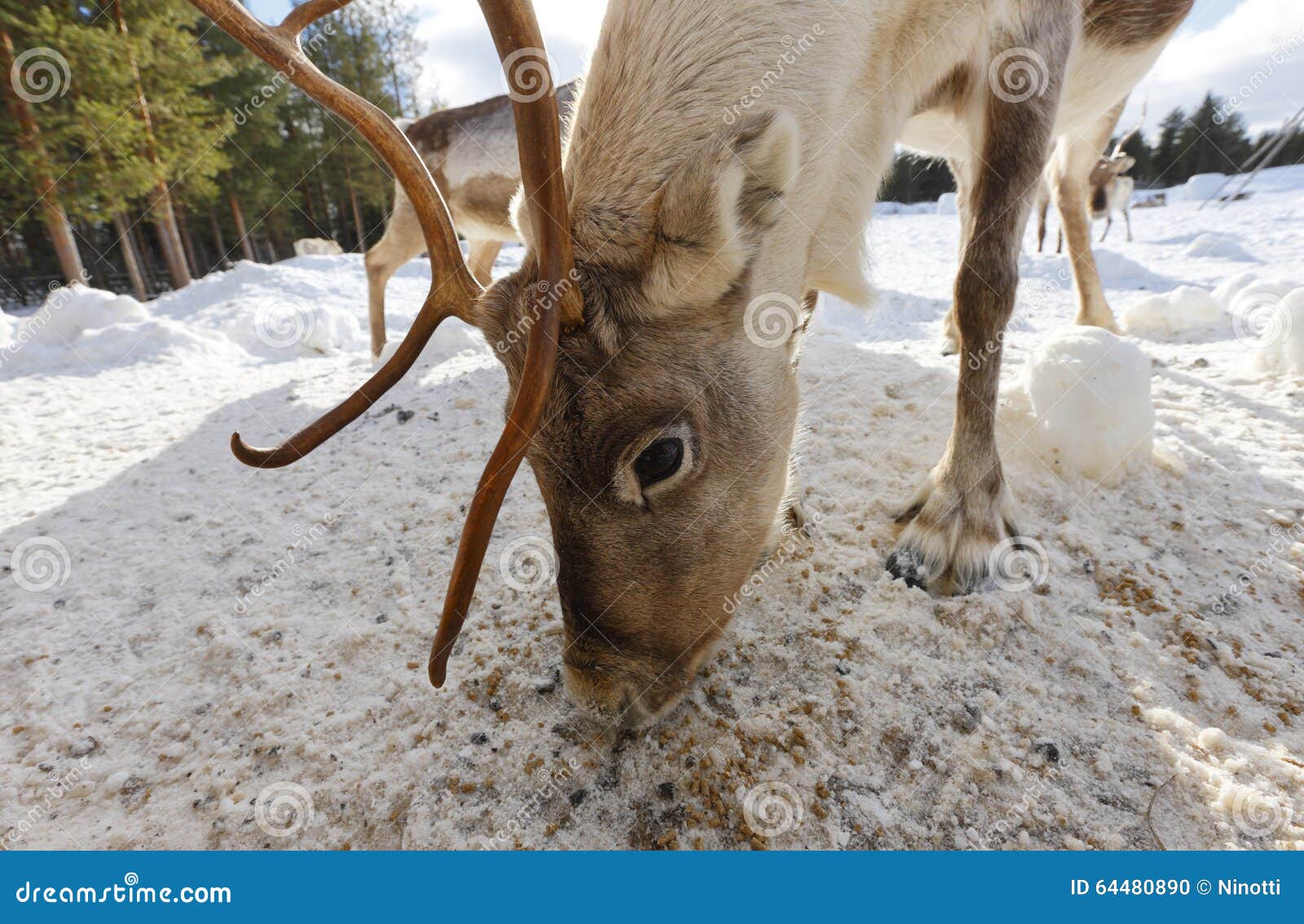 Reindeer feeding stock photo. Image of canada, animal 64480890