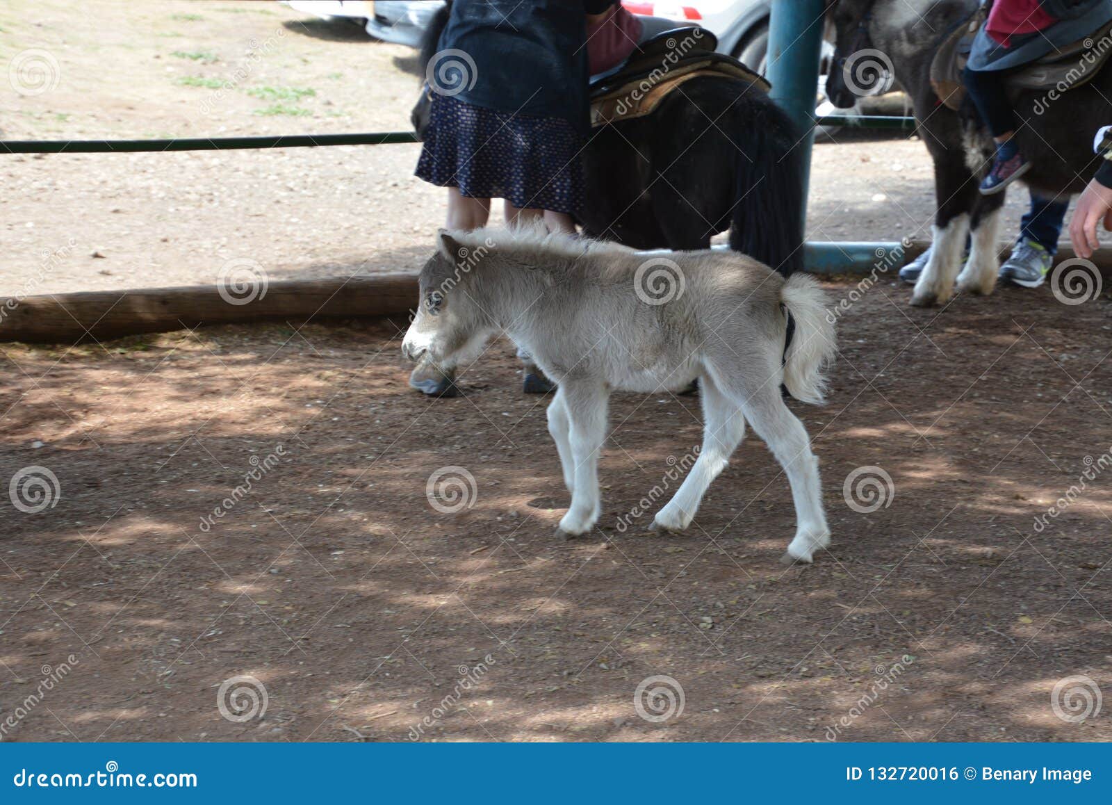 reindeer forest in the golan heights