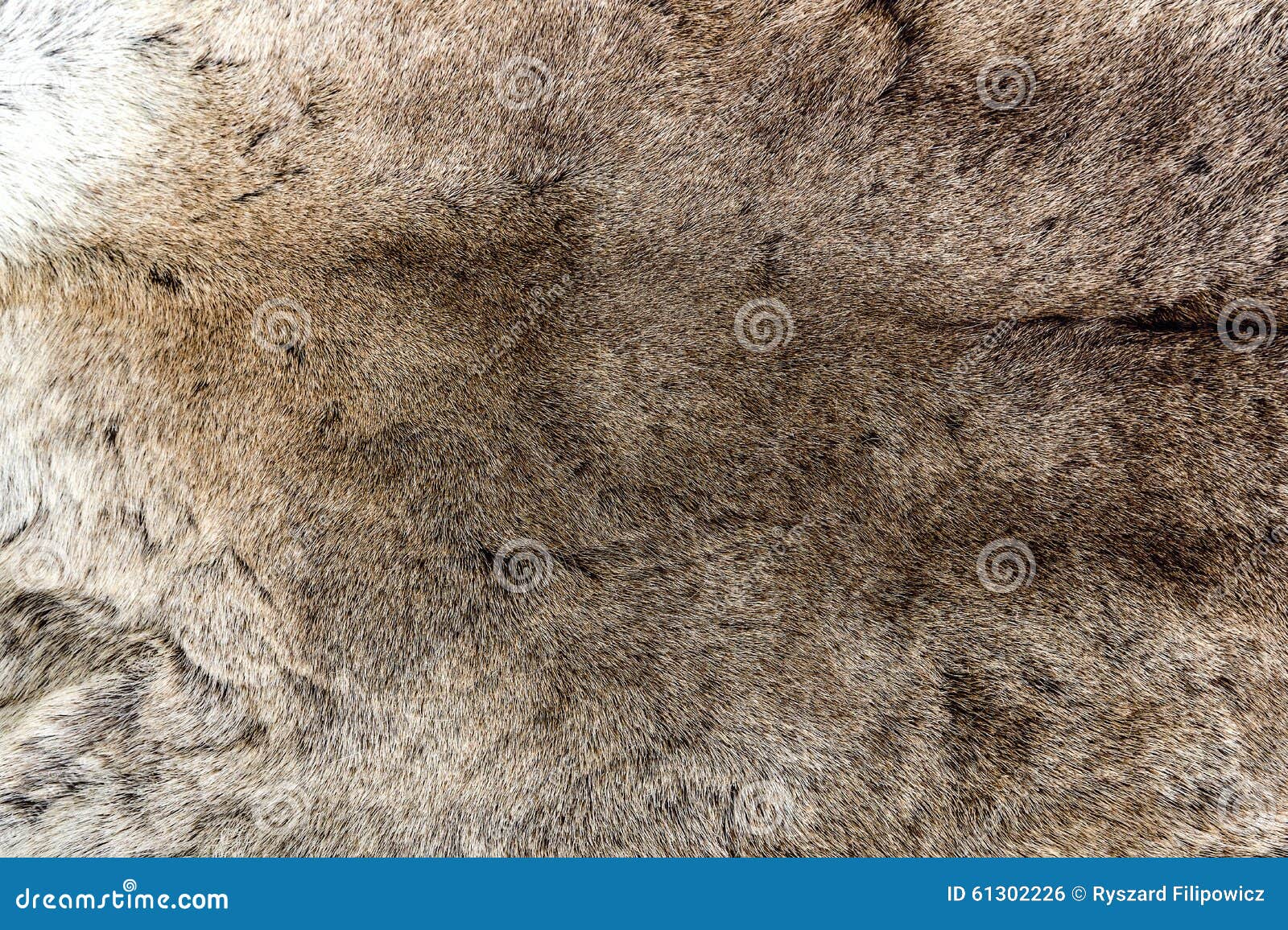 Reindeer Fur As a Background. Stock Photo - Image of wallpaper, wild ...